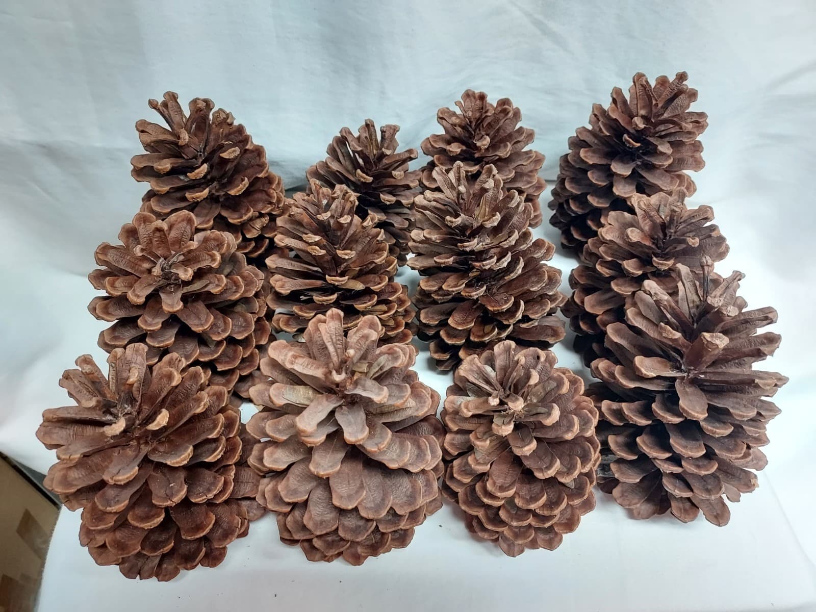 12 Medium Slash Pine Cones 5-5.5" Georgia Pinecones - Crafting, Decorating 2
