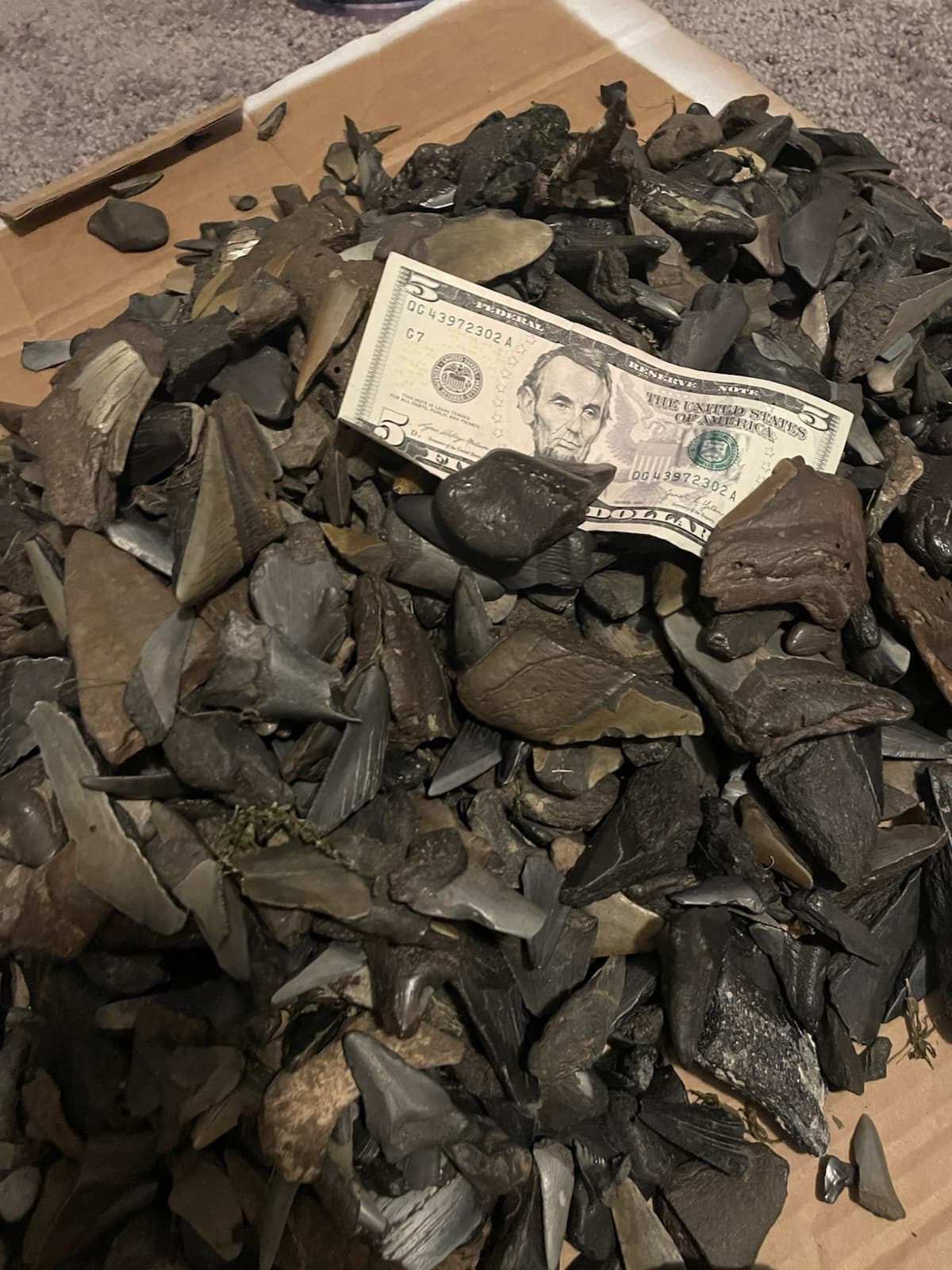 1 Lb Of Broken Megalodon Teeth Fossils!LOT Megalodon tooth fragment Shard Mix