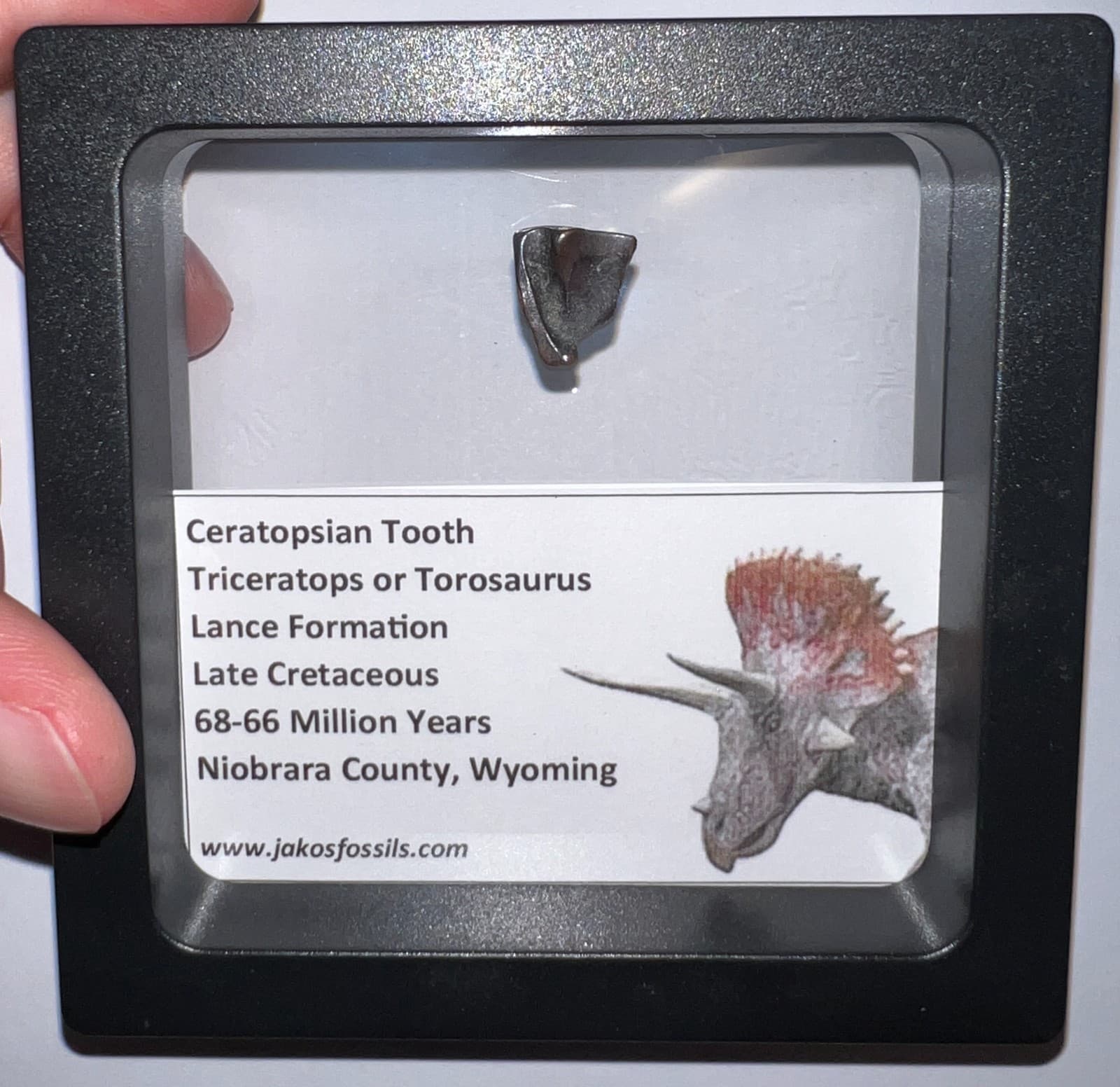 FRAMED TRICERATOPS or TOROSAURUS Fossil Dinosaur Tooth Lot! One per Order! 4