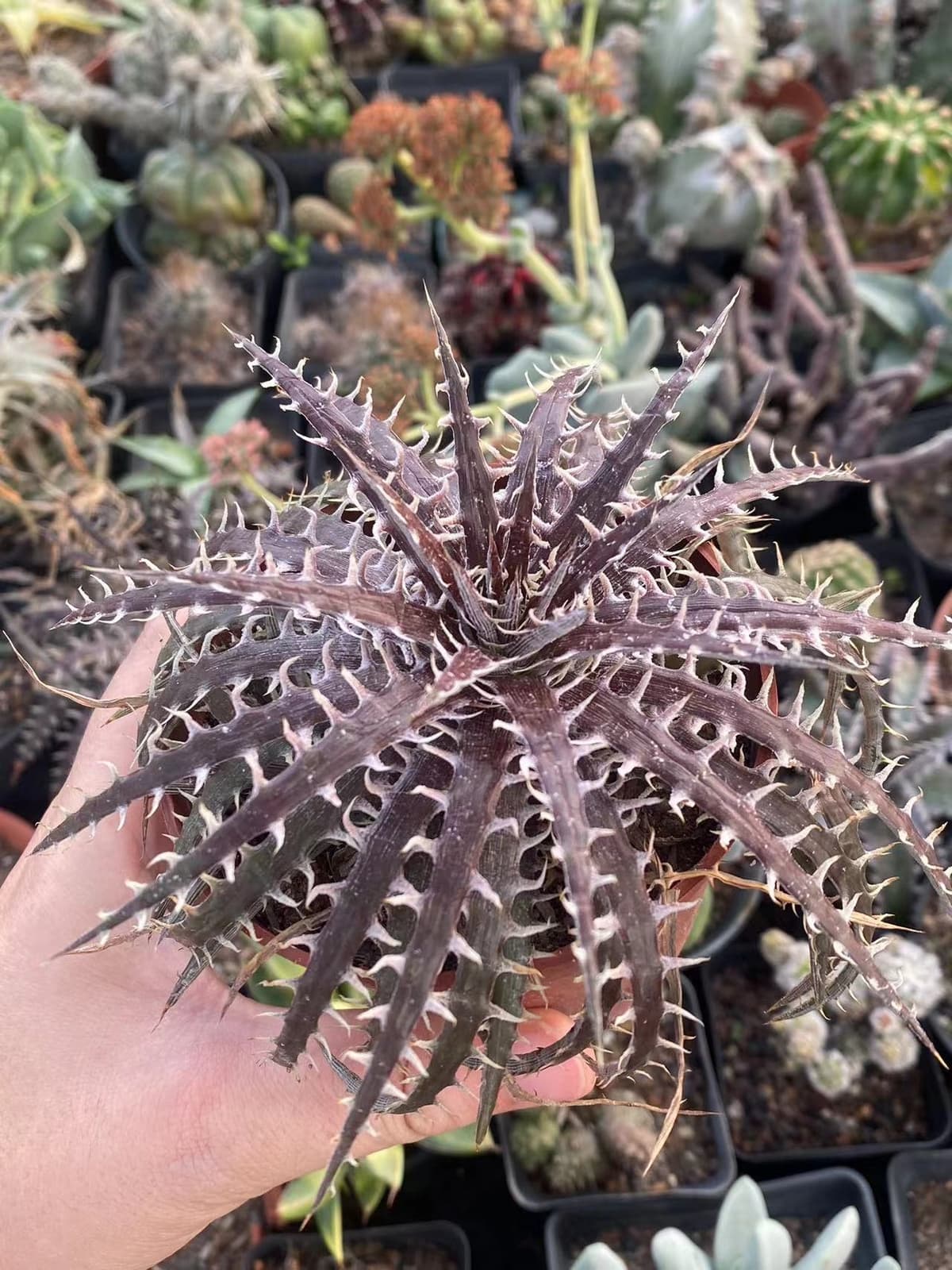 Dyckia goehringii × macedoi  RareSucculent  Plant Garden Décor Boutique 4