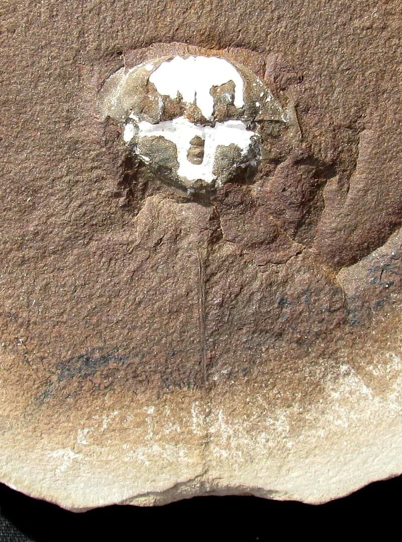 VERY RARE EUPROOPS HORSESHOE CRAB WITH EXTREMELY LONG TAILSPINE - MAZON CREEK! 2