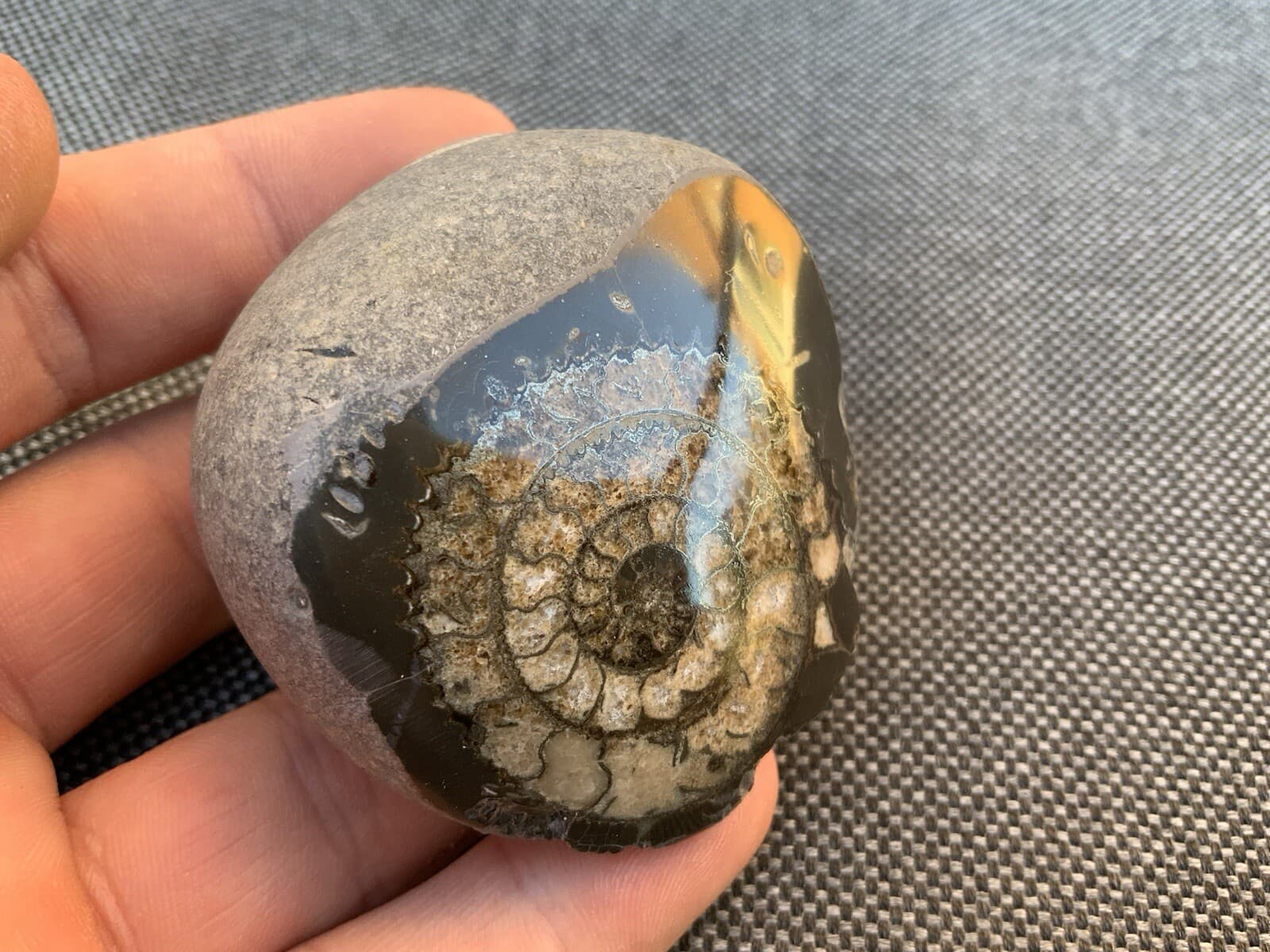 Polished Fossil Ammonite Paperweight, Dactylioceras sp, Whitby, Yorkshire Coast 2