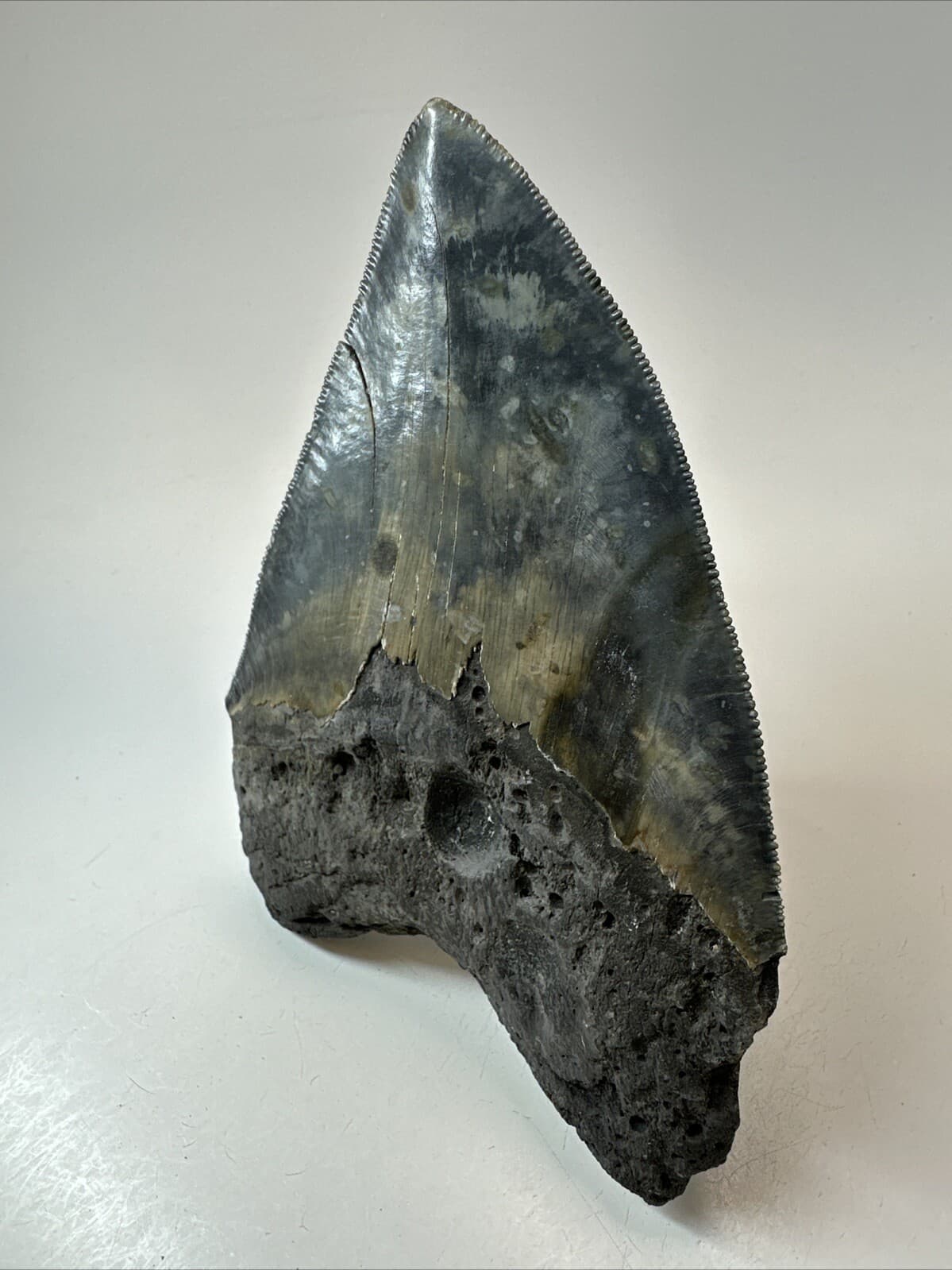 Megalodon Shark Tooth 5.50 inch - Unique - Serrated Fossil - Authentic 18628 5