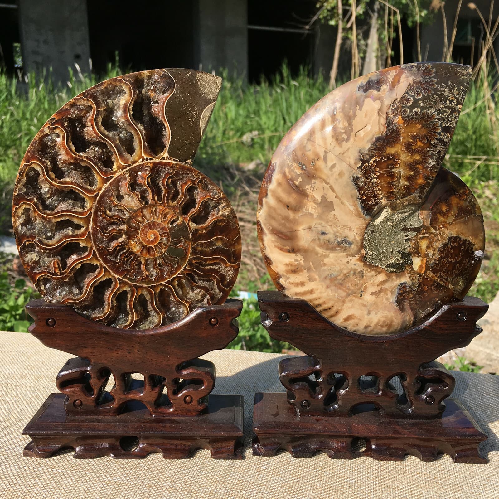 A pair of Natural ammonite fossil conch Crystal specimen healing+stand2PC  4