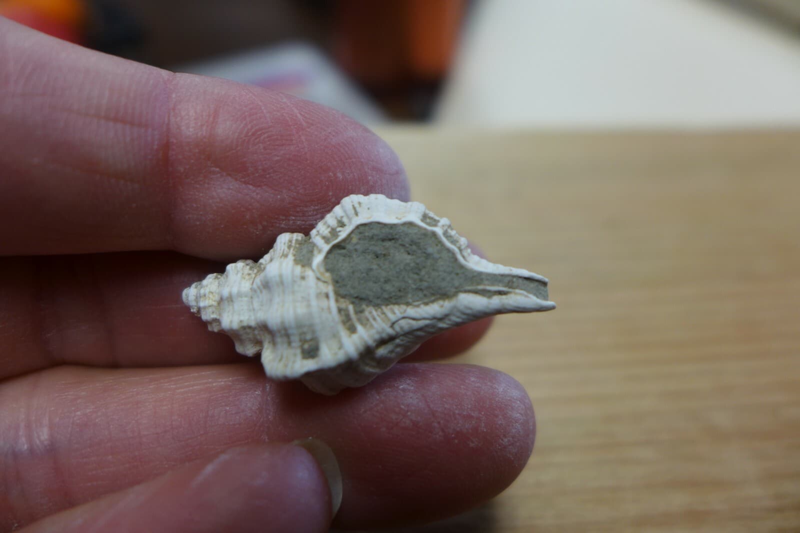 GEOLOGICAL ENTERPRISES Pliocene fossil gastropod, shell, Charonia sp. Italy 4