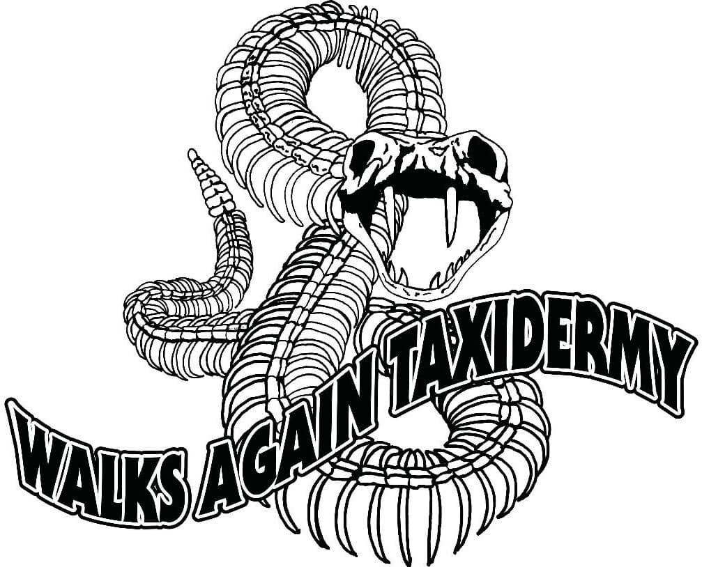 1,500+ Dermestid Beetles & Larvae-Clean, Live, Healthy - Walks Again Taxidermy® 2