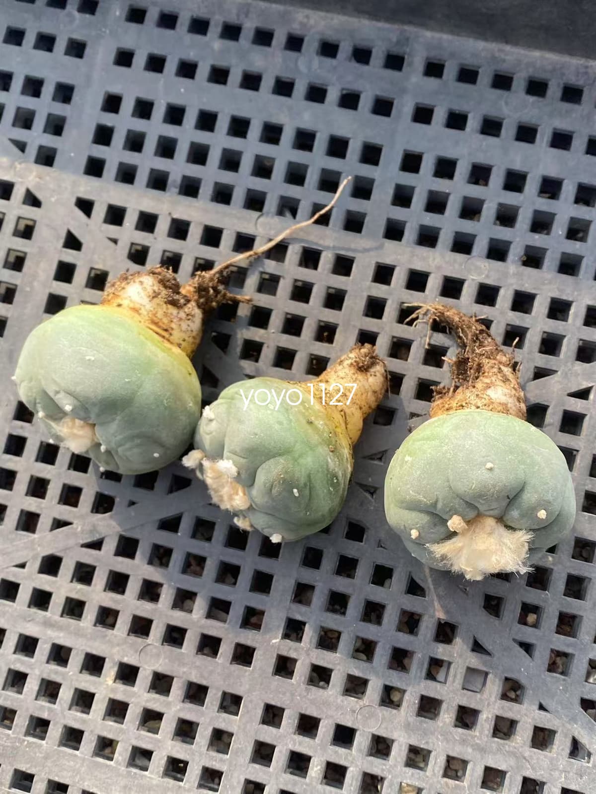 3pcsThornless Beautiful Cactus Succulent RadishRoot  5cm 3