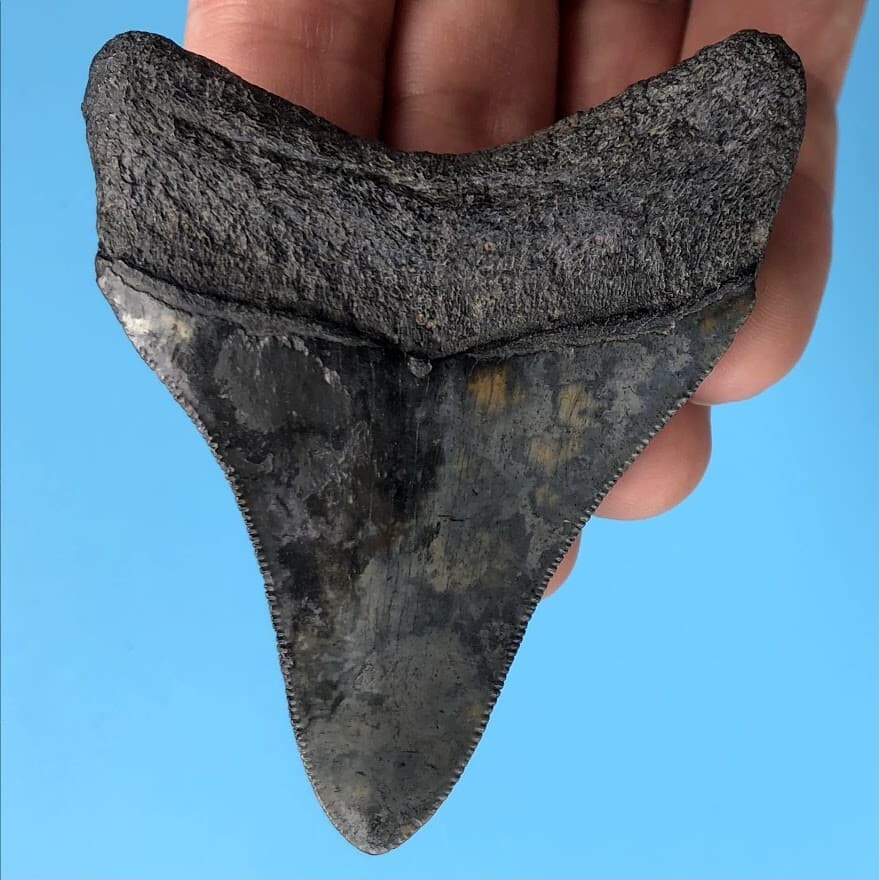 Megalodon Fossil Shark Tooth 💥 3.12" 💥 COLORFUL + SERRATED! Teeth t20