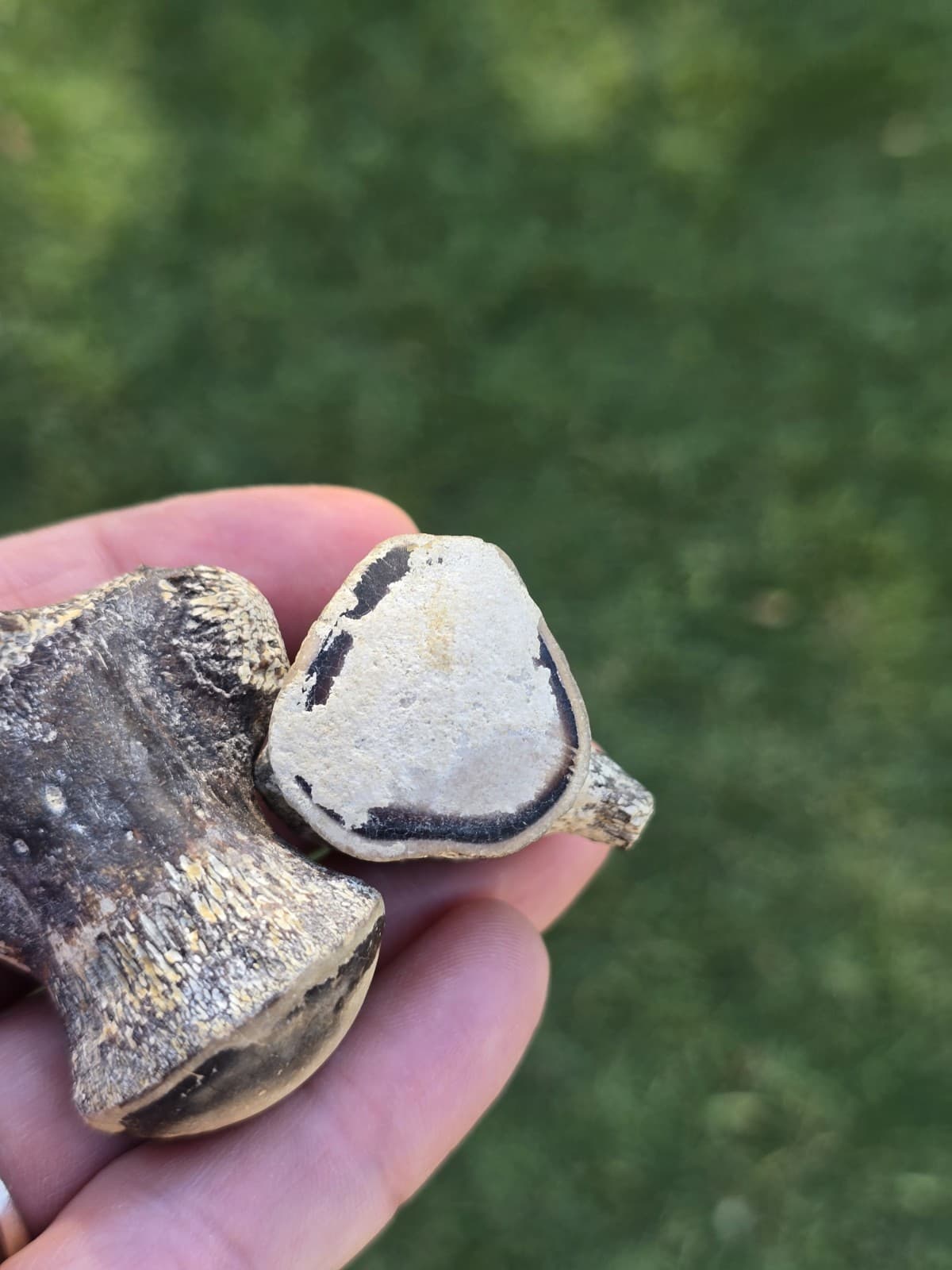 Associated Mosasaur Thoracic Pygal Vertebrae TX Fossil Mosasaurus  5