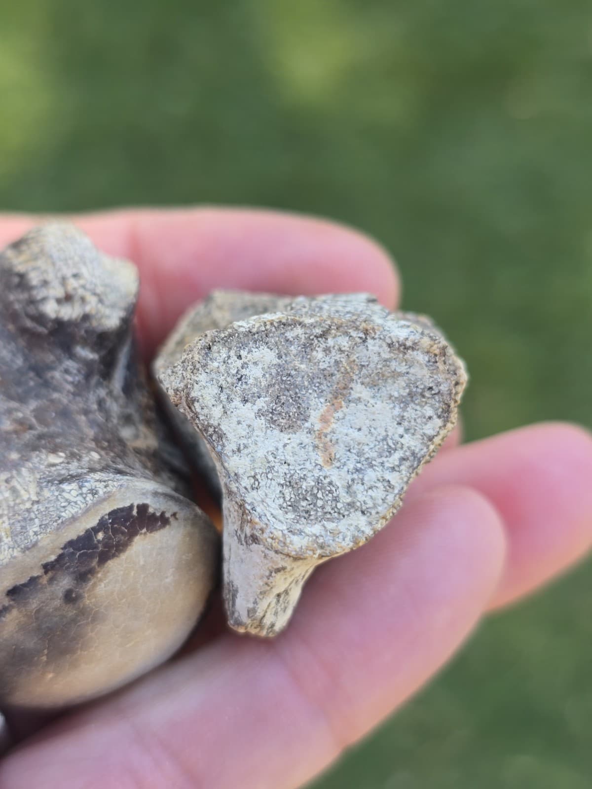 Associated Mosasaur Thoracic Pygal Vertebrae TX Fossil Mosasaurus  6