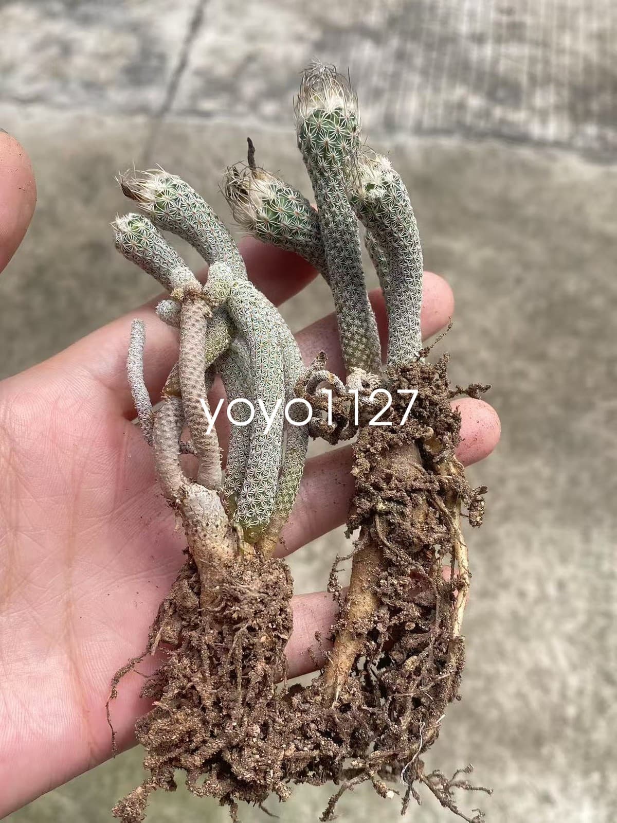2PCS Multi Heads Turbinicarpus pseudomacrochele subs. Krainzianus cv. lilliput 3