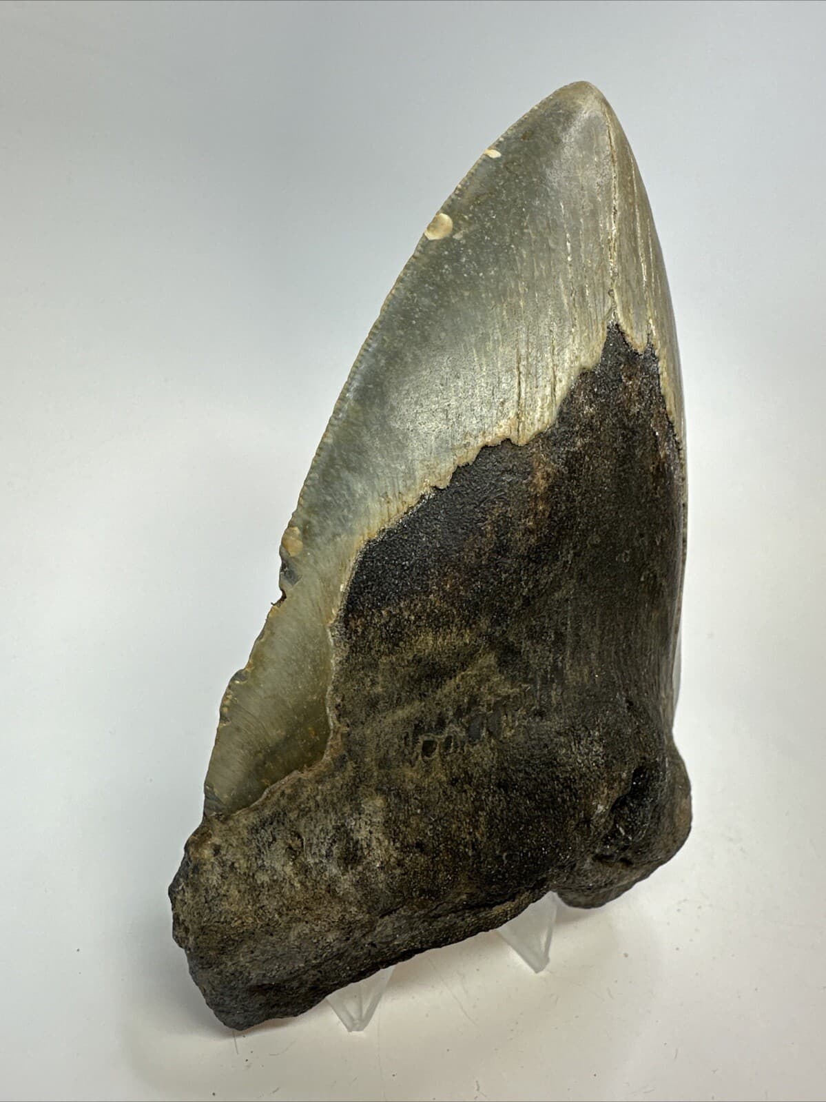 Megalodon Shark Tooth 5.62 inch - Unique Shape - Large Fossil - Authentic 18765 3