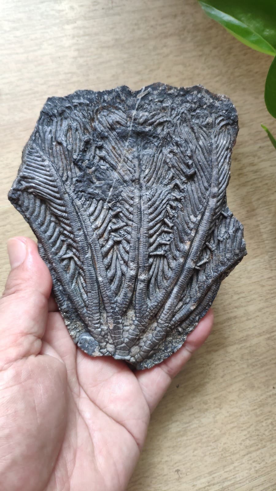 240g Triassic Natural crinoid specimen Geologic rock 2