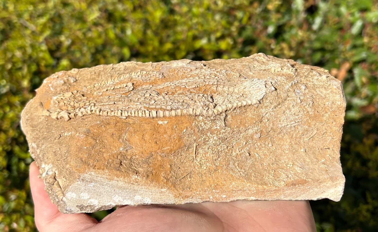 Alabama Fossil Crinoid in Matrix Phacelocrinus Bangor Limestone Formation 6