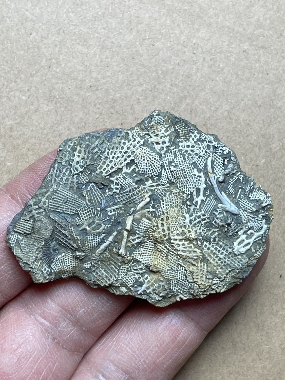15g Bryozoa specimen from Carboniferous 6
