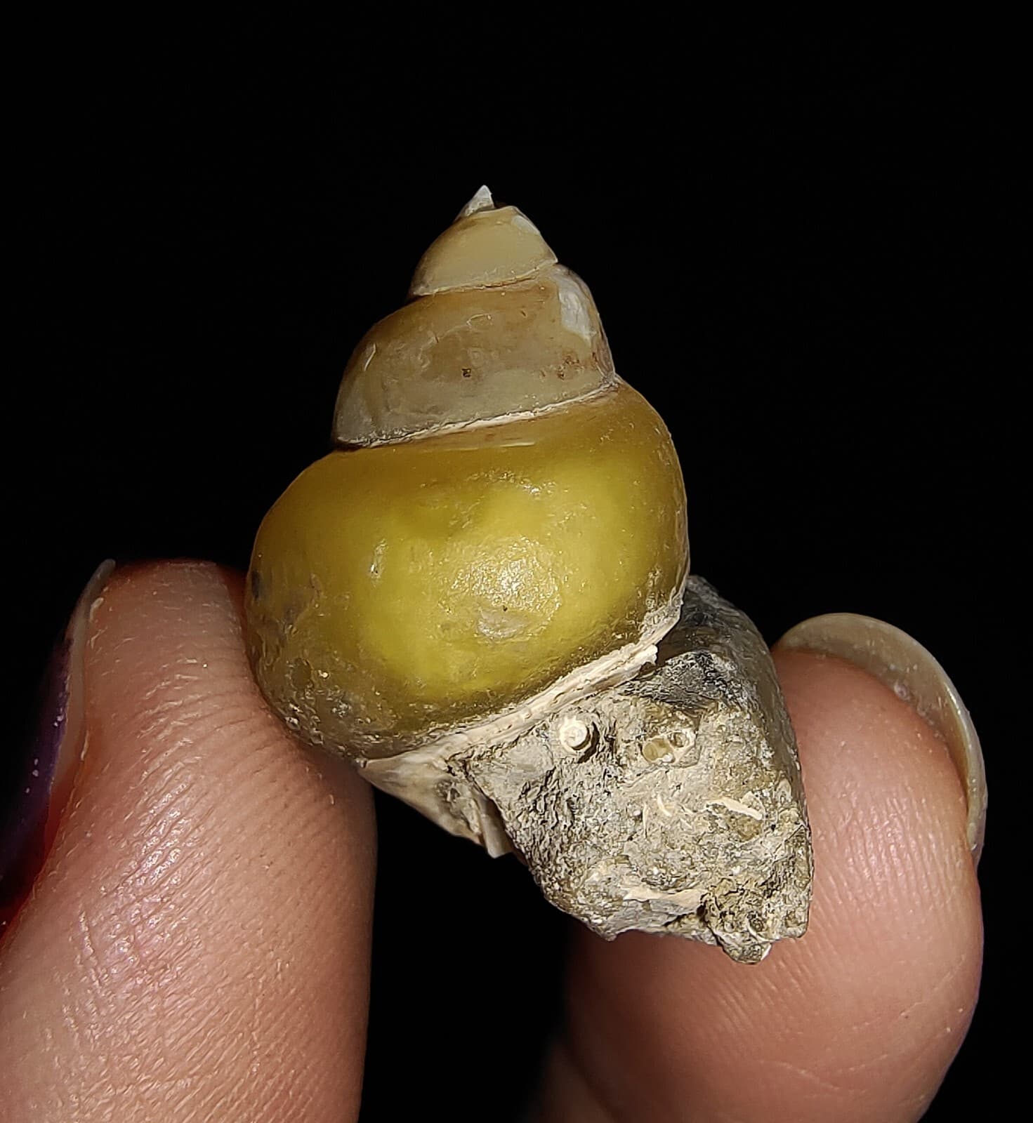 AMAZING AMMONITE! GASTROPOD SEASHELL FOSSIL VIVIPARIDAE FROM INDONESIA 22MM, 003 4