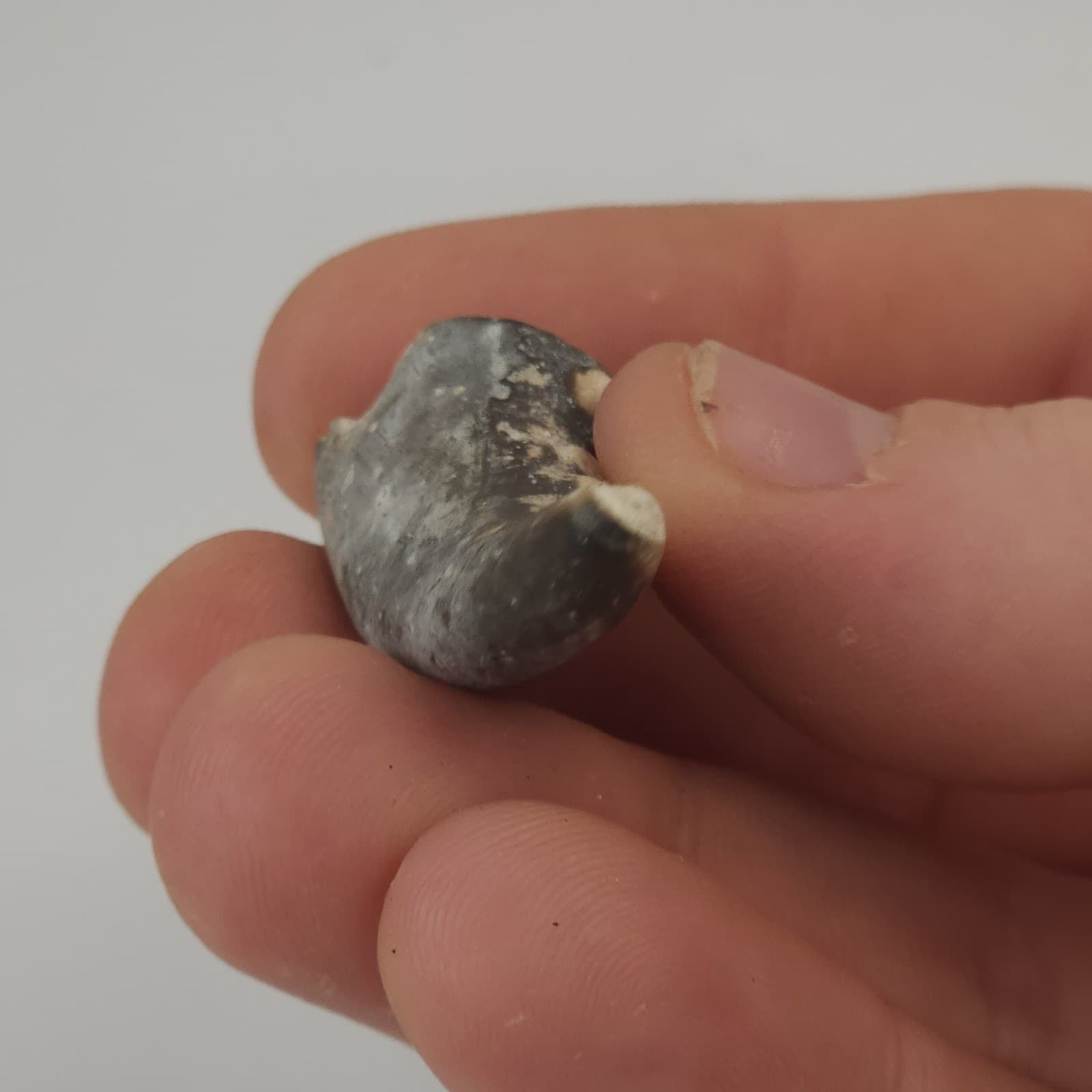 Crab Claw Fossil - Florida  5