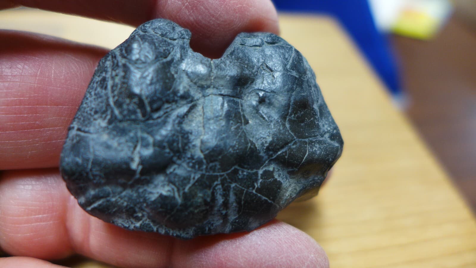 GEOLOGICAL ENTERPRISES Miocene fossil crab Coeloma repeliensis Belgium 5