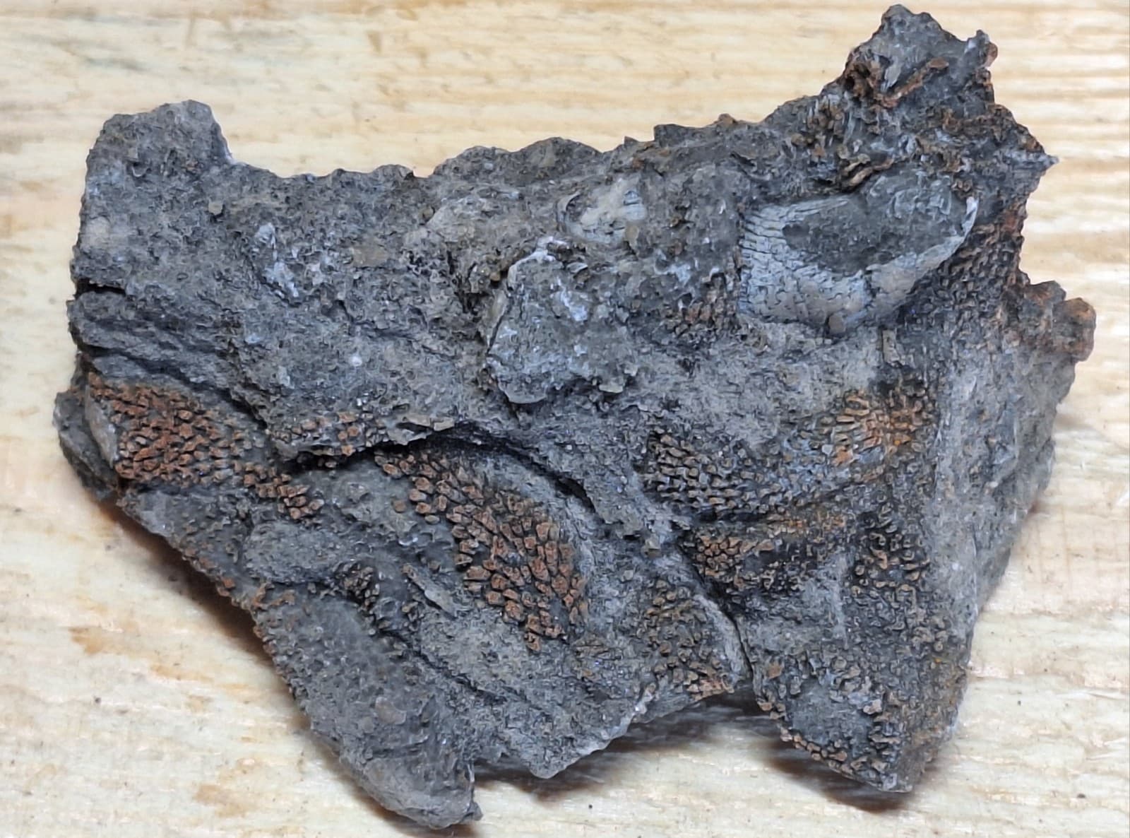 Incredible Detail Fossil Favosite Coral In Limestone Devonian Period Michigan 2