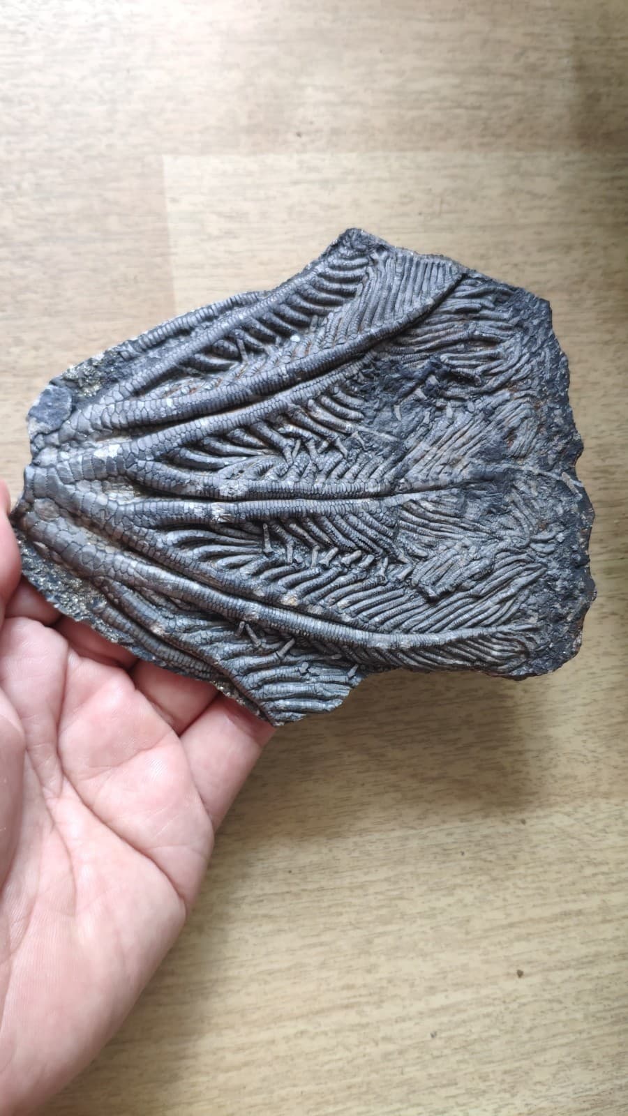240g Triassic Natural crinoid specimen Geologic rock 5