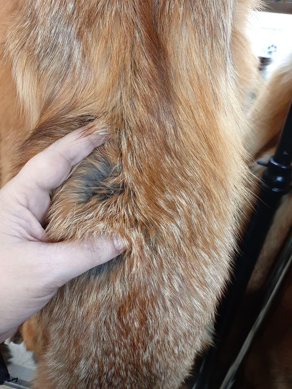 Red Fox, tanned, October harvested, fur, pelt 3