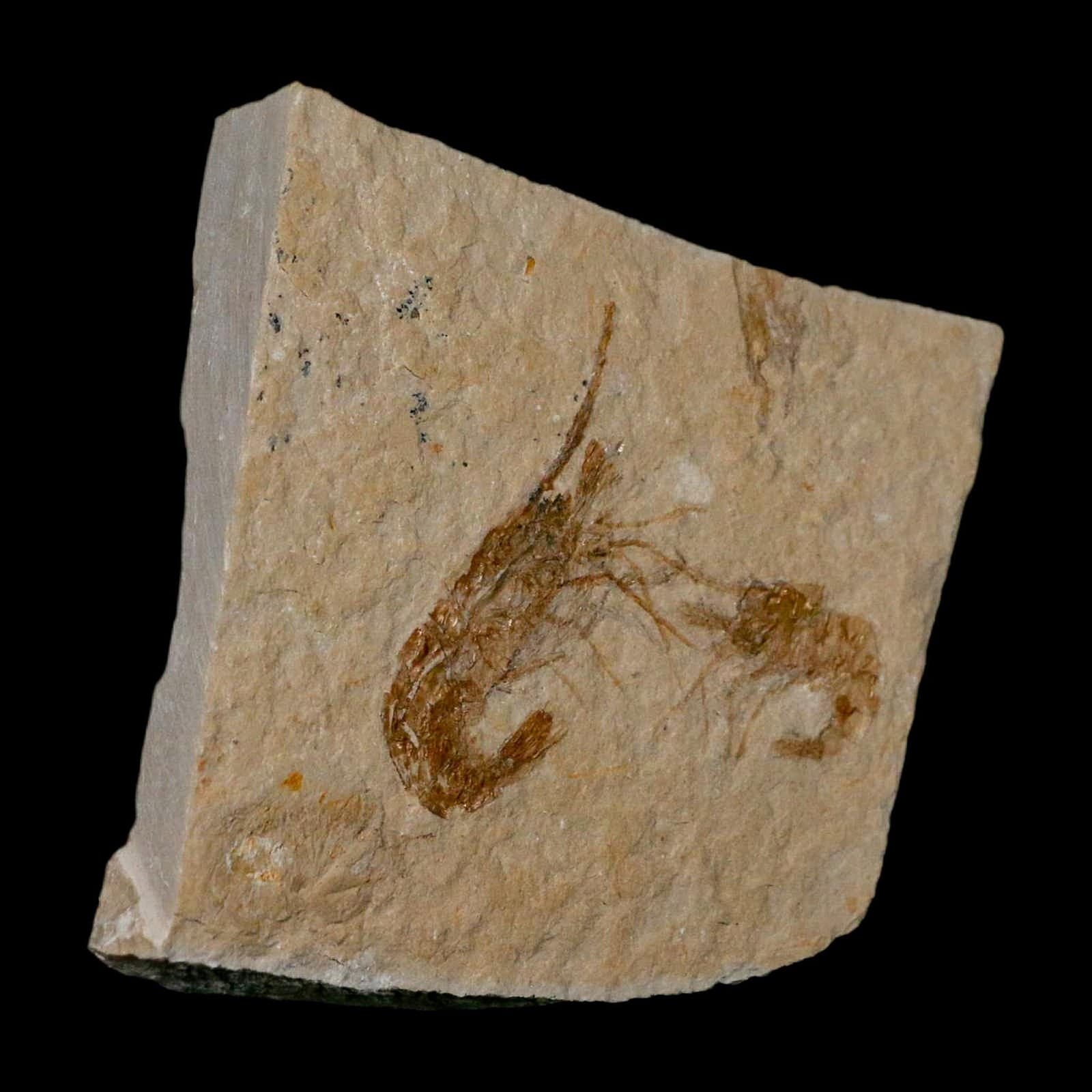 2 Two Fossil Shrimp Carpopenaeus Cretaceous Age 100 Mil Yrs Old Lebanon COA 2
