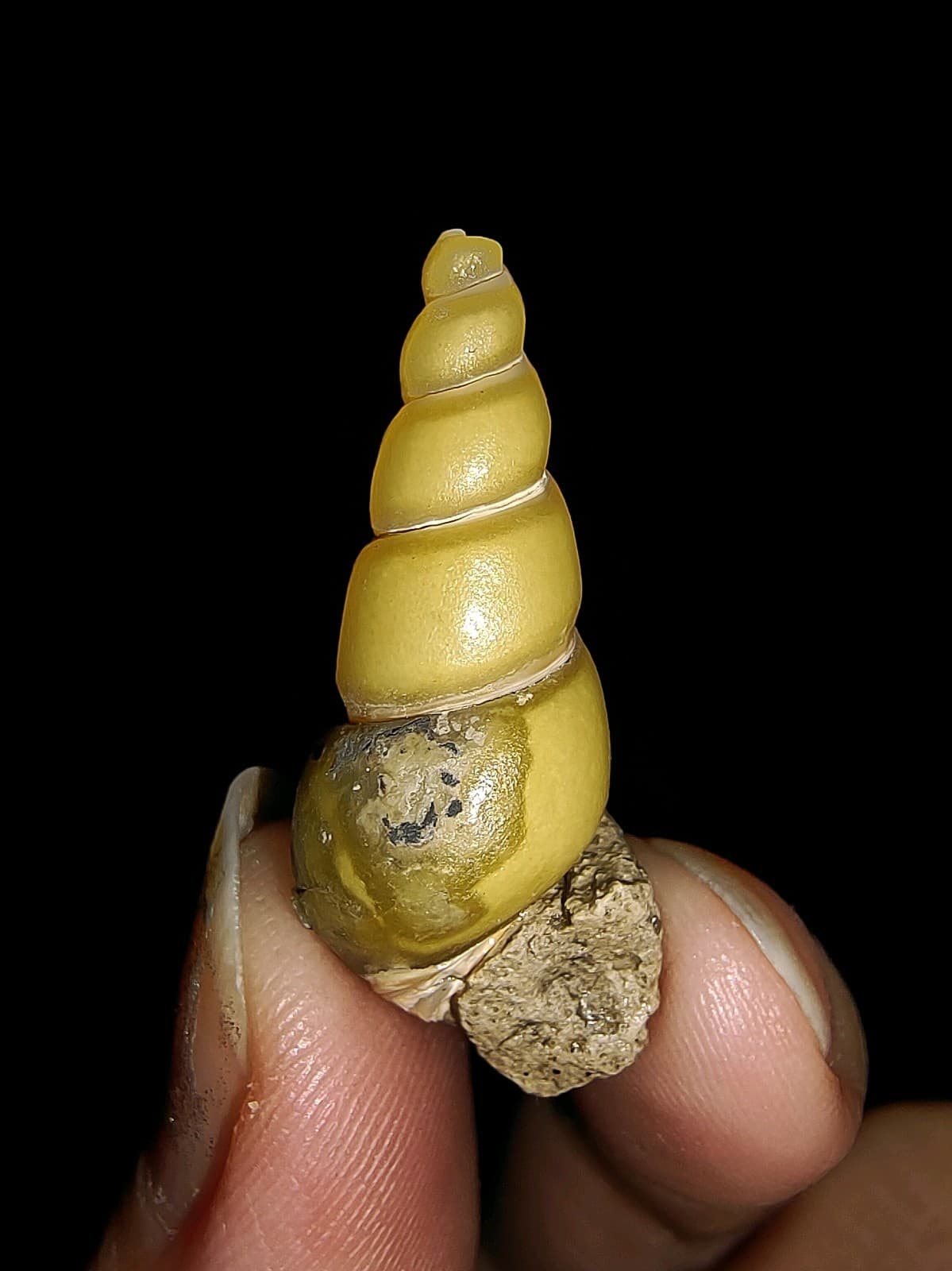 SEA SHELL MOLLUSCA FOSSIL, GASTROPODA, THIARIDAE, FROM JAVA, INDONESIA 29MM 3