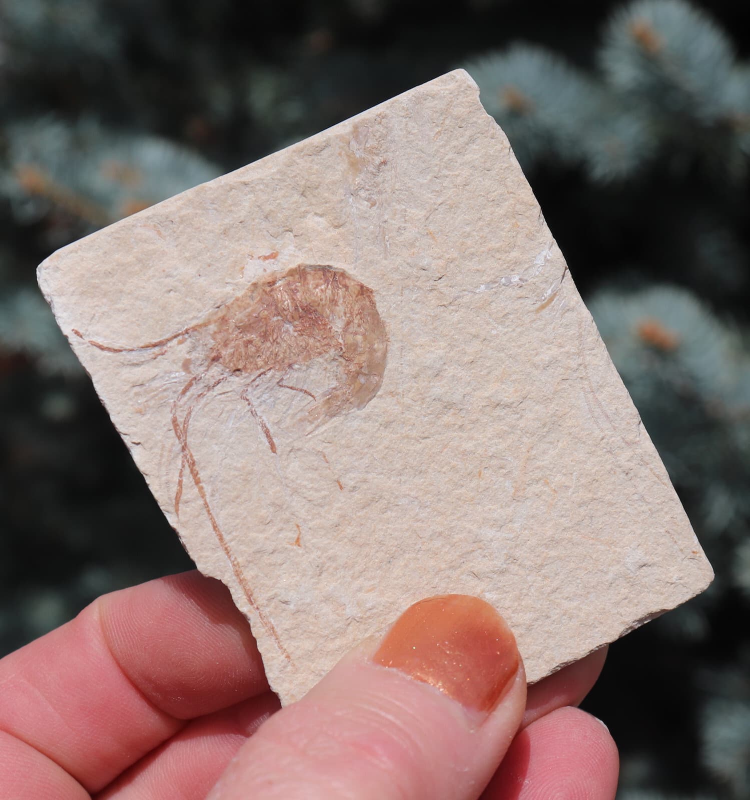 Fossil Shrimp Solnhofen Germany   Jurassic   Well Preserved History   6.8 Cm's 2