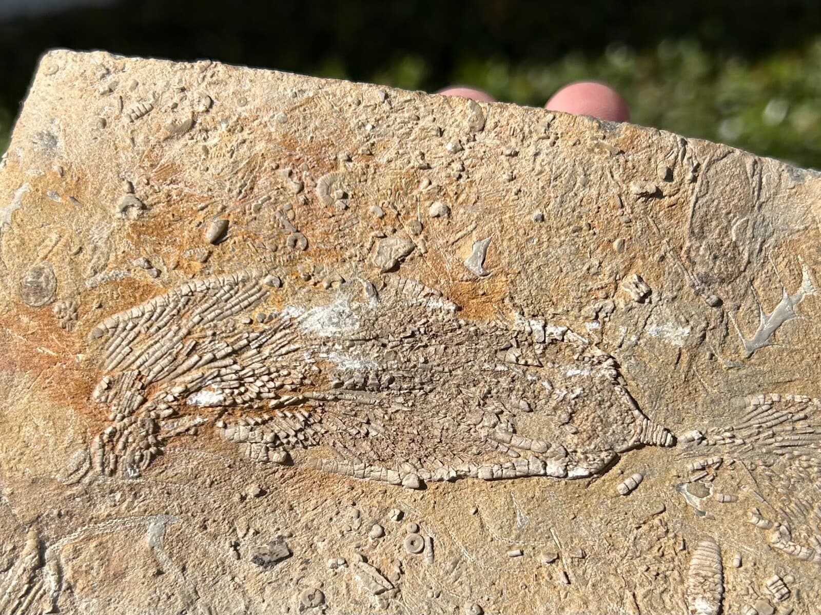 DOUBLE Fossil Crinoids in Matrix Aphelecrinus Alabama Bangor Formation 5