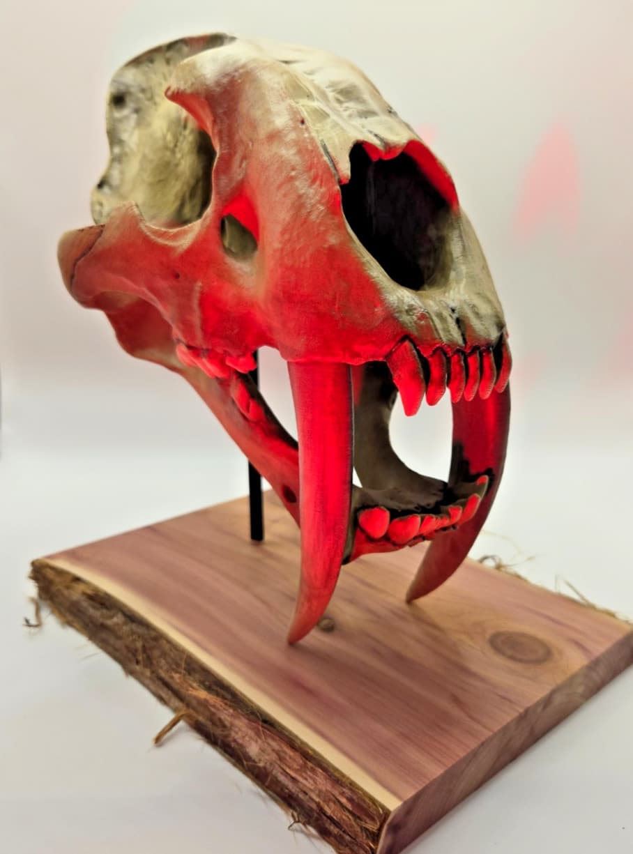 3D Printed Saber Tooth Tiger Skull – Hand-Painted Smilodon Fossil Replica 6