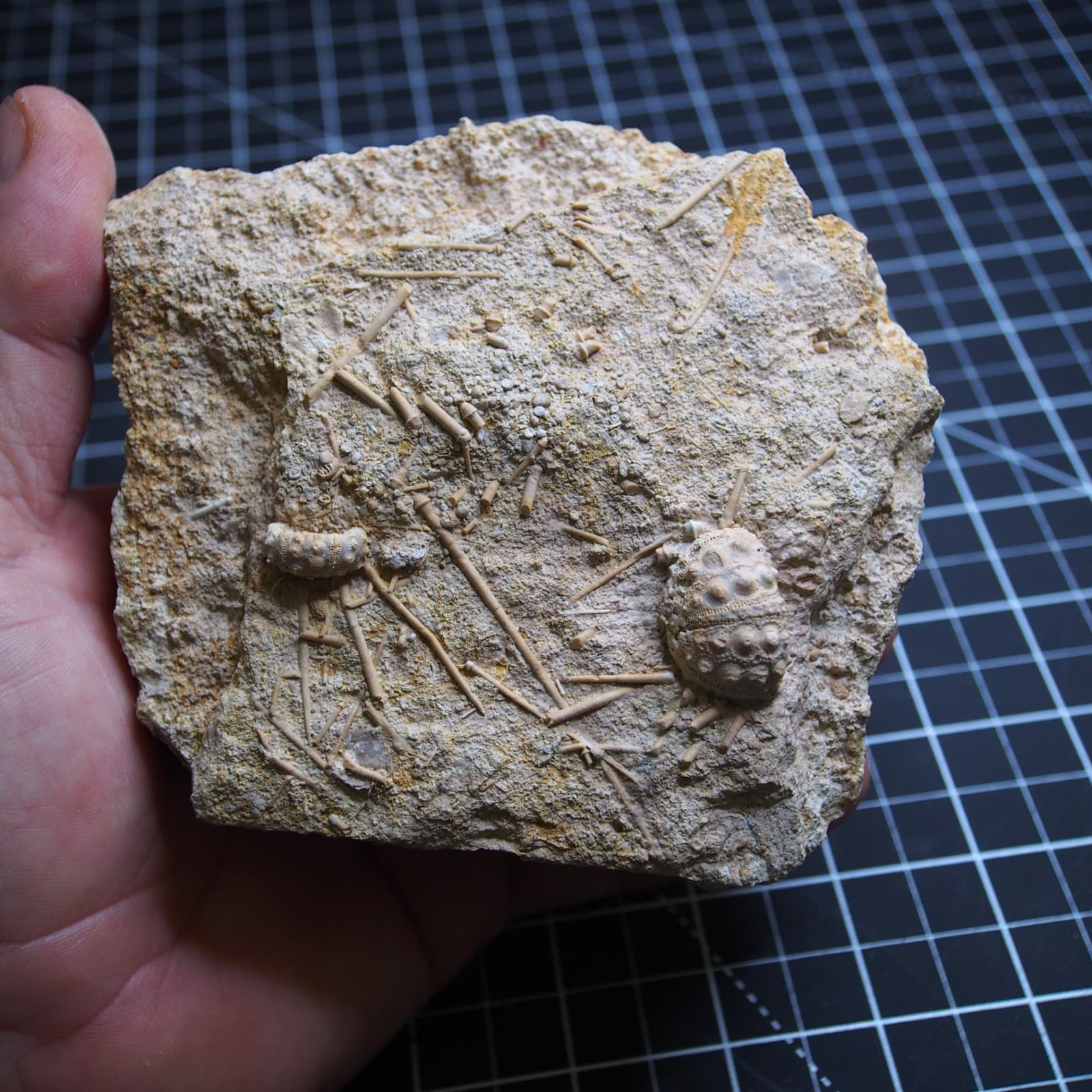 0.9kg Sea urchin Acrosalenia hemicidaroides Crinoid France Jurassic Fossil 2