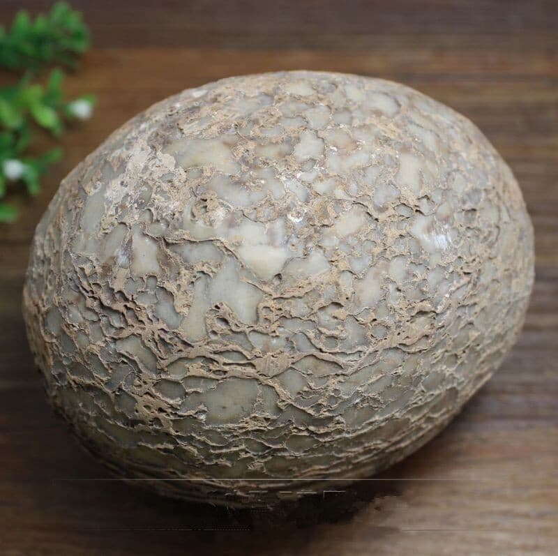 Segnosaur Dinosaur Egg Fossilized Crystallized Fossil Jurassic Cretaceous World 5