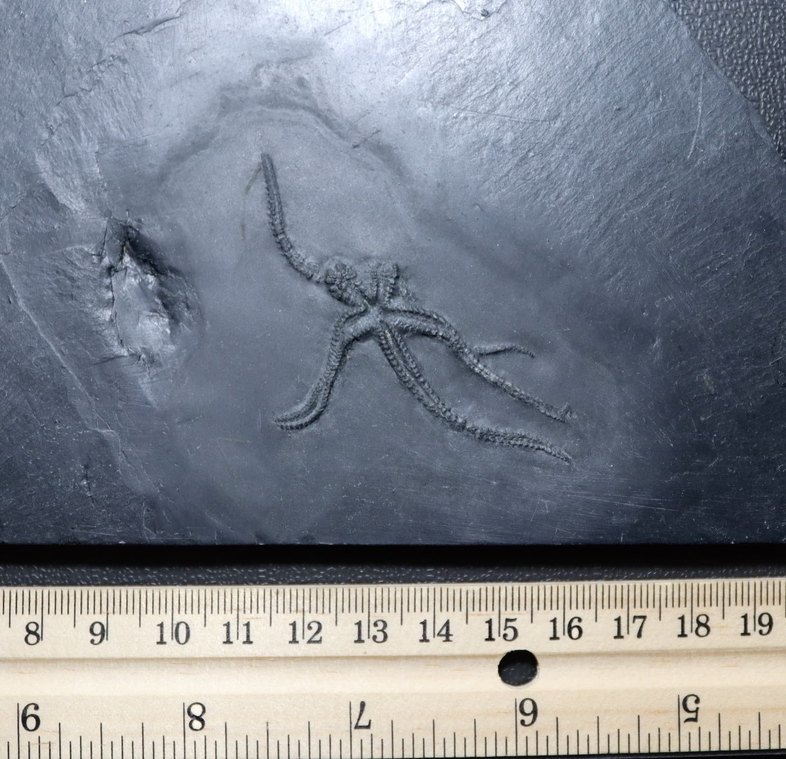 Killer Urasterella asperulu Devonian Starfish from Bundenbach. Germany 4