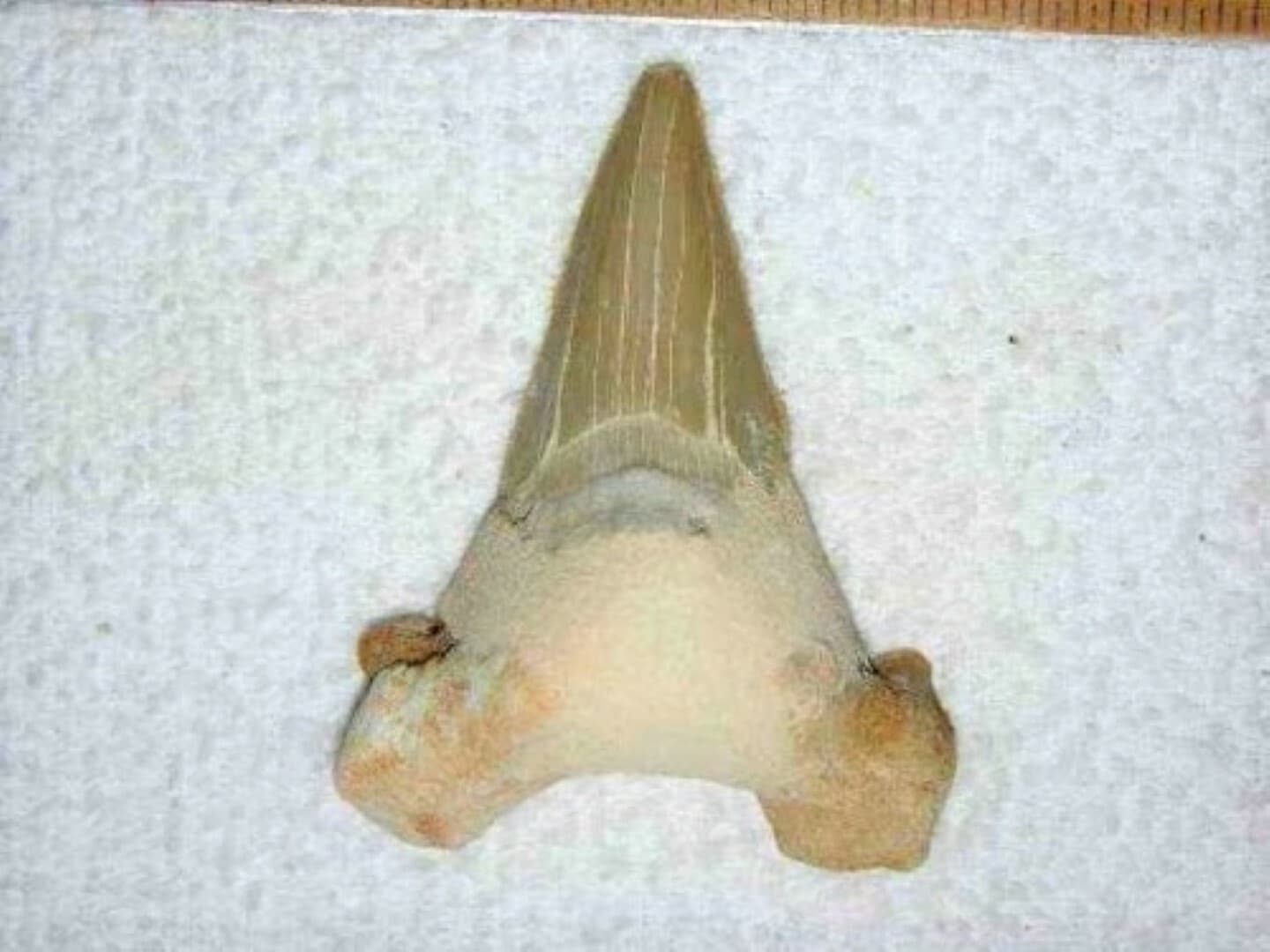 3 INCH LONG OTODUS TOOTH REAL LARGE HUGE SHARK FOSSIL EXTINCT ANCIENT RELIC NICE 6