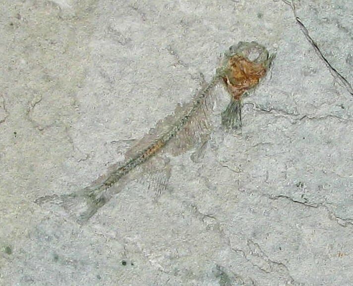 EXTINCTIONS- UNUSUAL LOBSTER AND FISH ASSOCIATION ON LARGE FOSSIL PLATE - COOL! 3