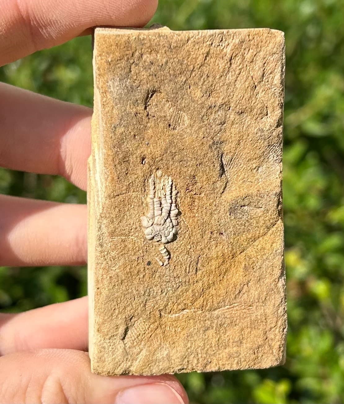 Rare Fossil Crinoid in Matrix Pachylocrinus Alabama Bangor Limestone Formation