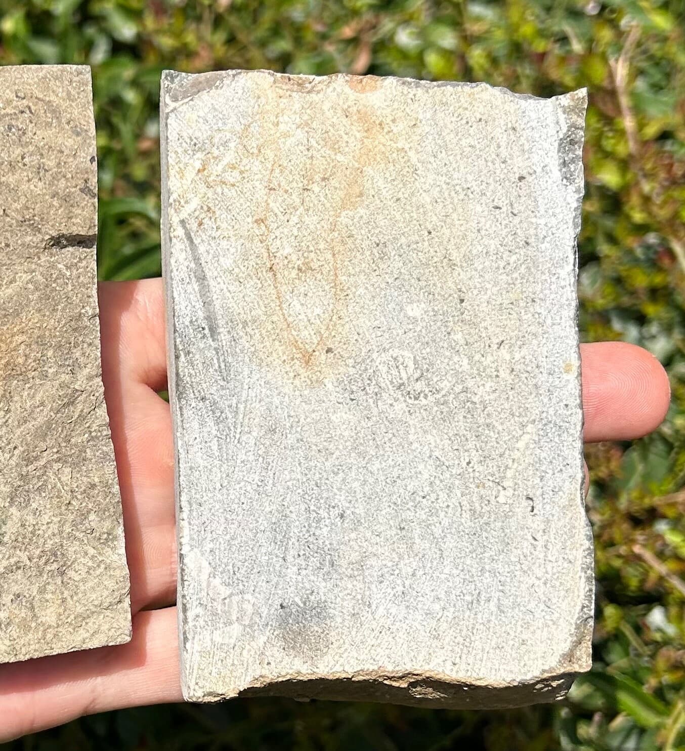 Crinoid Fossils in Matrix LOT OF 2 Alabama Bangor Limestone Formation 6