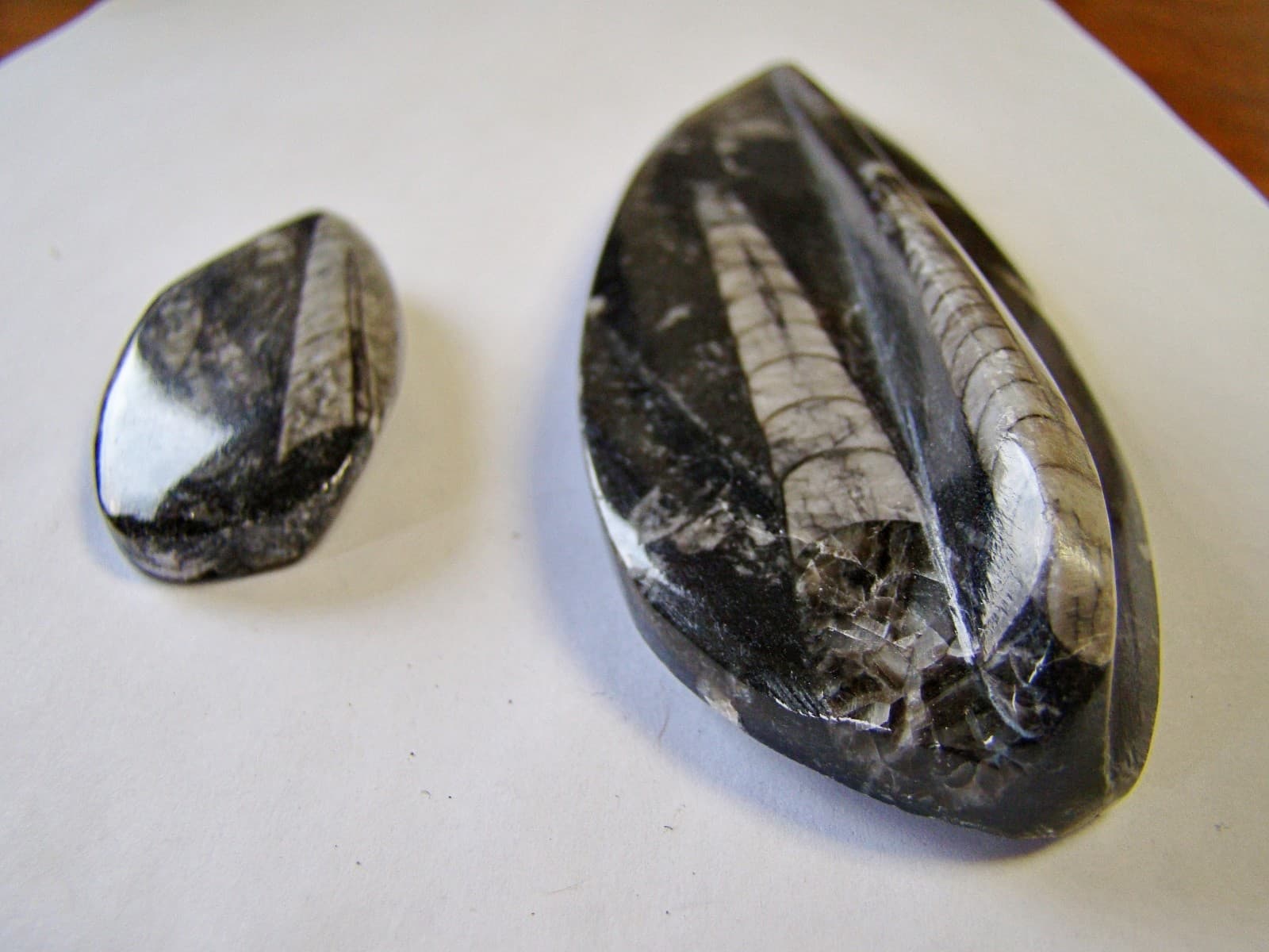 ORTHOCERAS SQUID FOSSIL *QTY 2* SPECIMEN 2