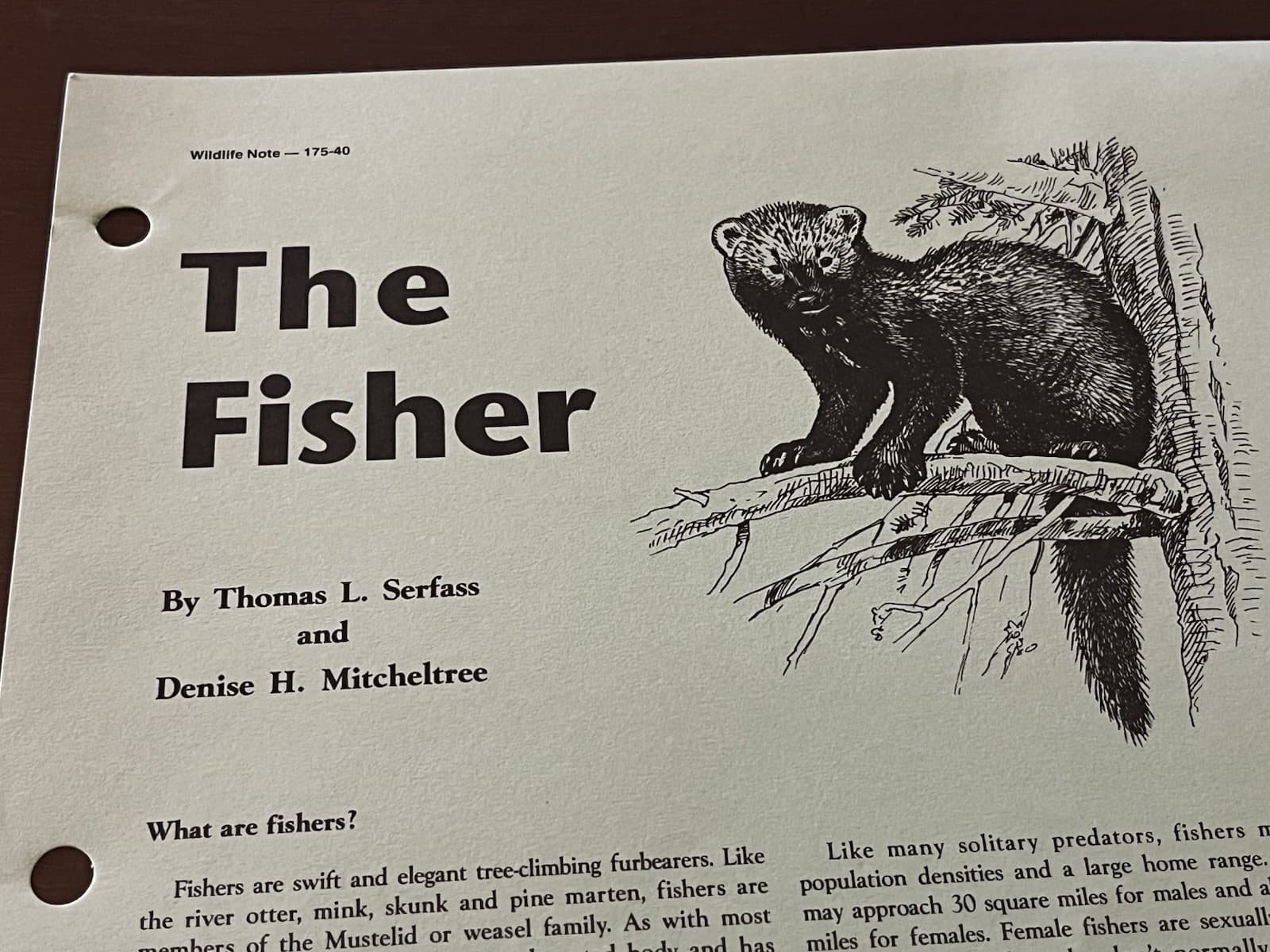 Pennsylvania Game Commission Wildlife Notes The “Fisher” 2