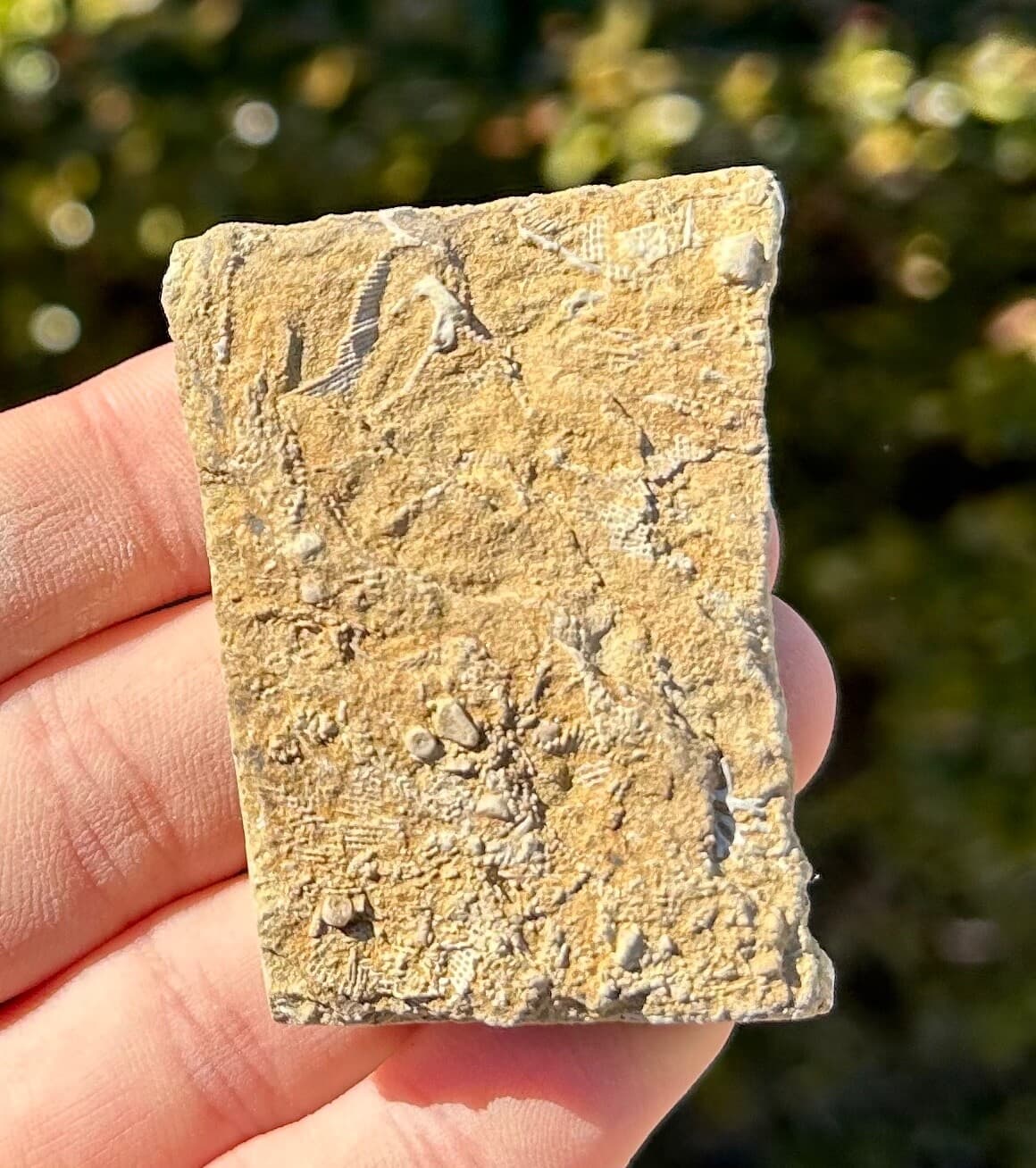 Alabama Fossil Crinoid in Matrix Bangor Limestone Formation Mississippian Age 4