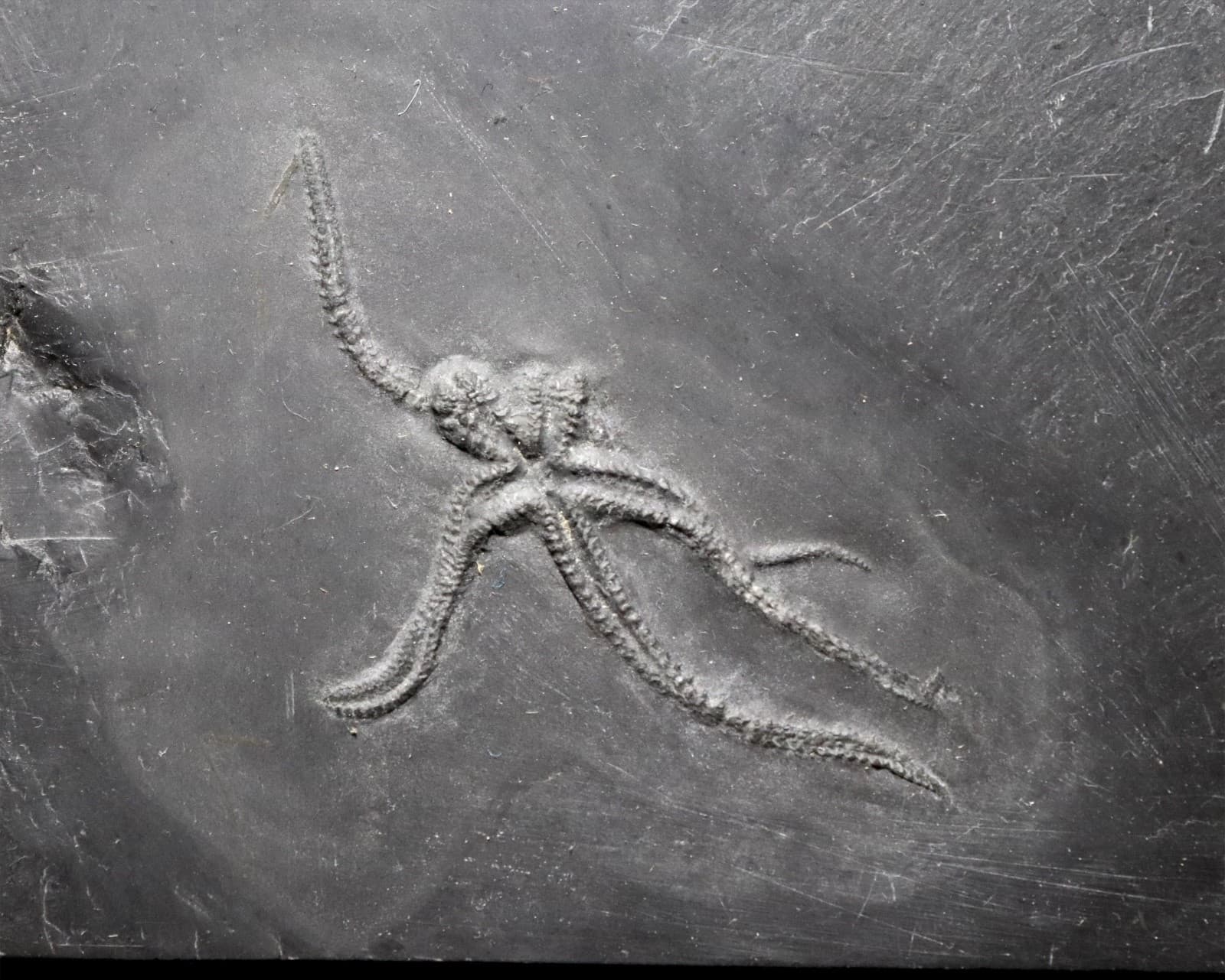 Killer Urasterella asperulu Devonian Starfish from Bundenbach. Germany