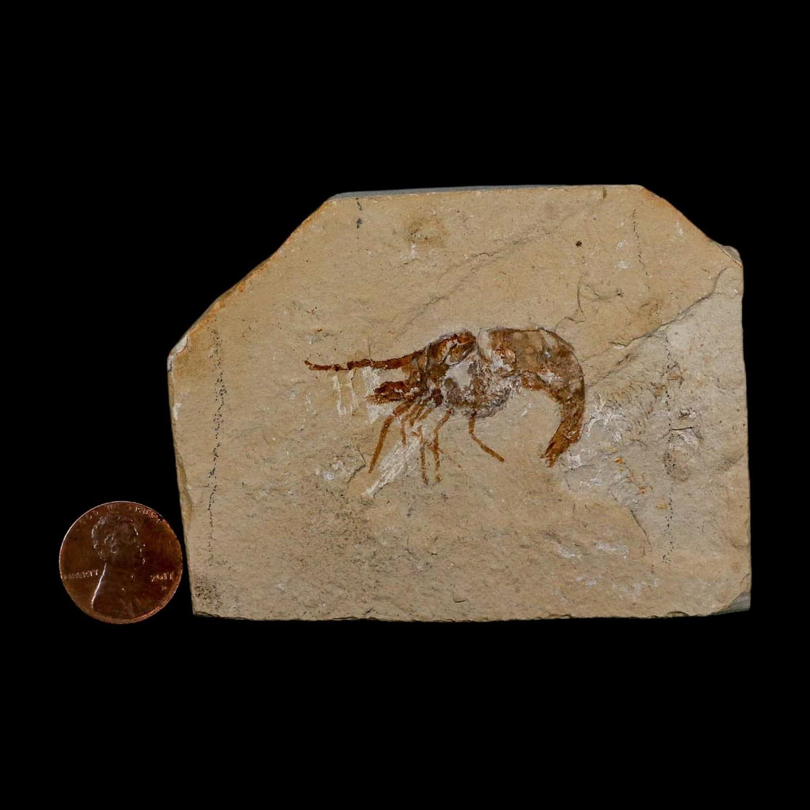 1.6" Fossil Shrimp Carpopenaeus Cretaceous Age 100 Mil Yrs Old Lebanon COA 3
