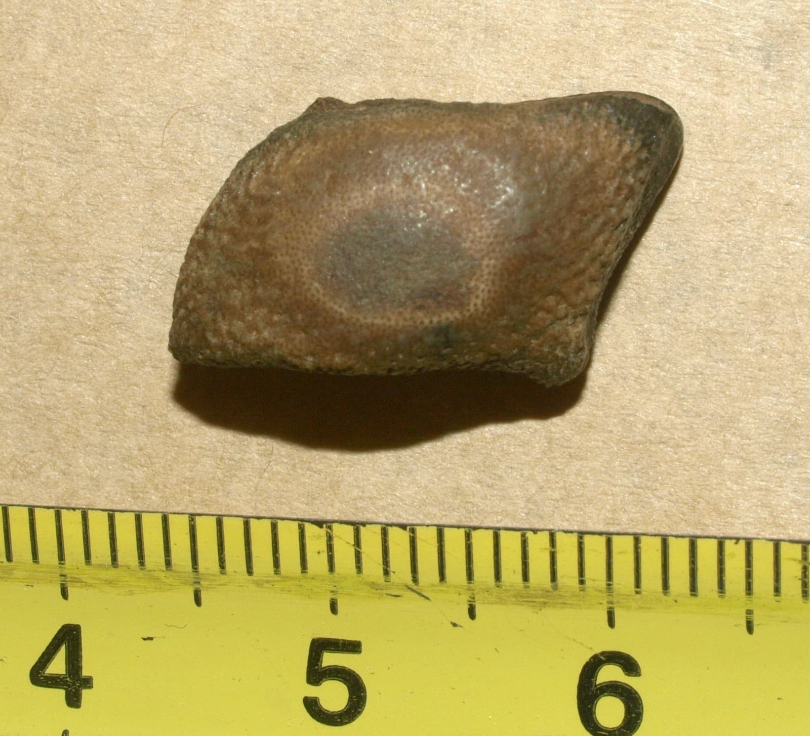 Asteracanthus sp.- RARE Hauterivian shark tooth from uncommon locality of Crimea 2