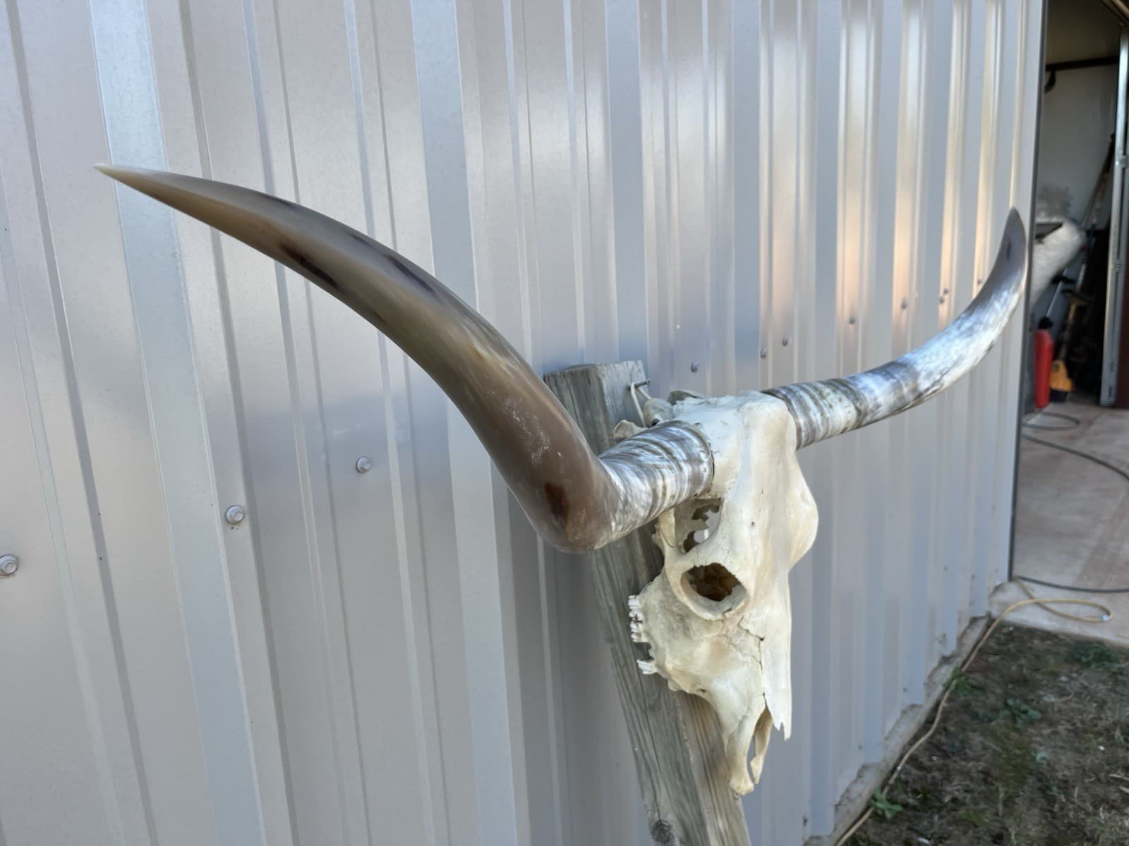 LONGHORN STEER SKULL 4 FEET 3 Inch WIDE POLISHED BULL HORN MOUNTED COW HEAD 3