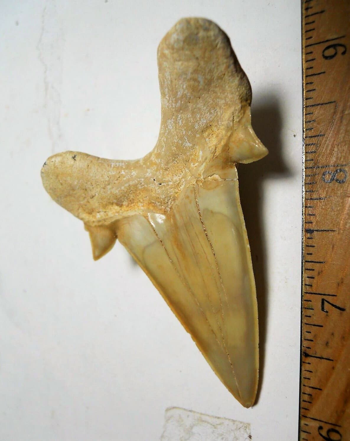 3 INCH LONG OTODUS TOOTH REAL LARGE HUGE SHARK FOSSIL EXTINCT ANCIENT RELIC NICE 4