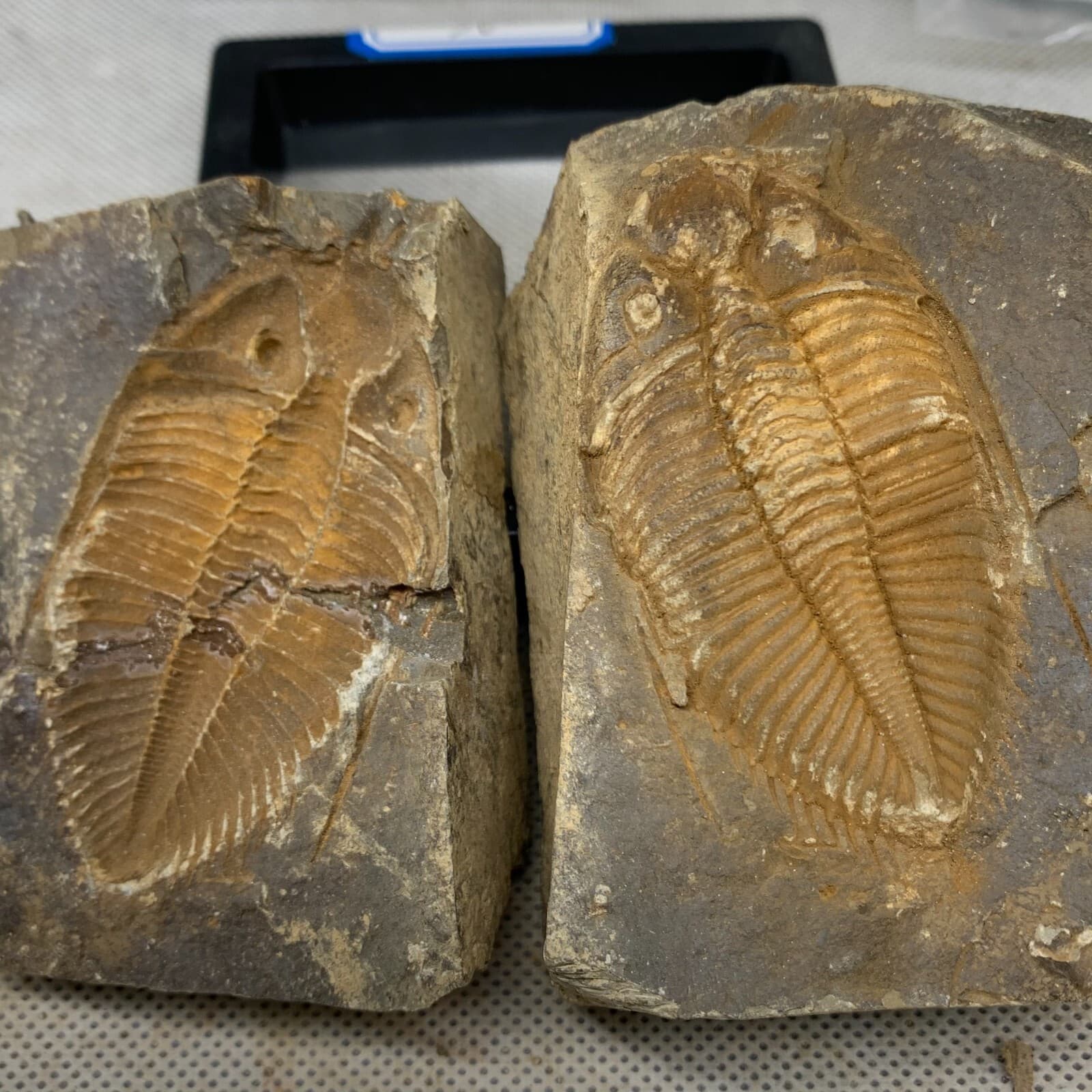 A pair of exquisite Hunan Xiangxi trilobite fossils
