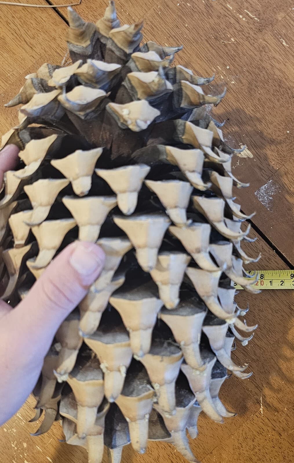 Largest Pinecones in the World - Coulter Pinecones - 8-14+" with Tons of Girth! 4