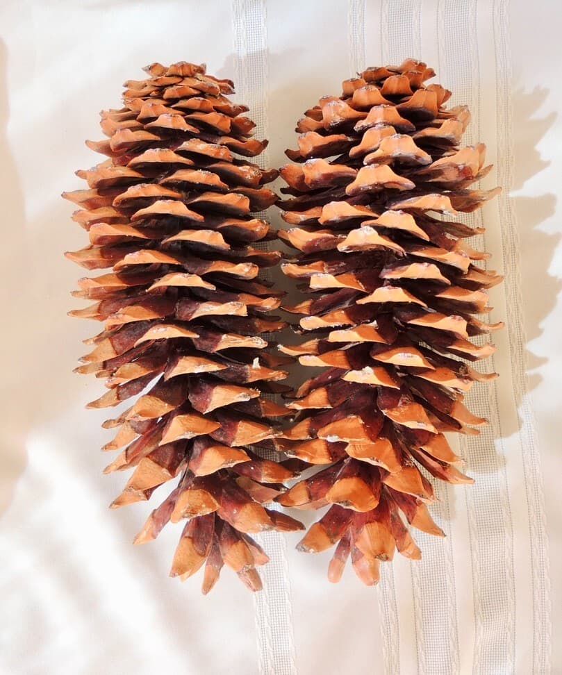 Lot of 2 Golden Giant Sugar Pine Cones 12" 2