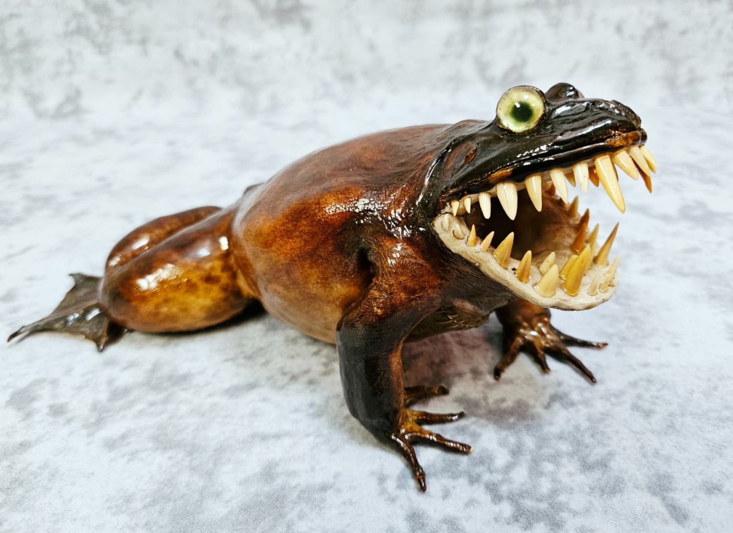 Giant Frog Taxidermy Oddities- bullfrog Cane Toad shark monster 2