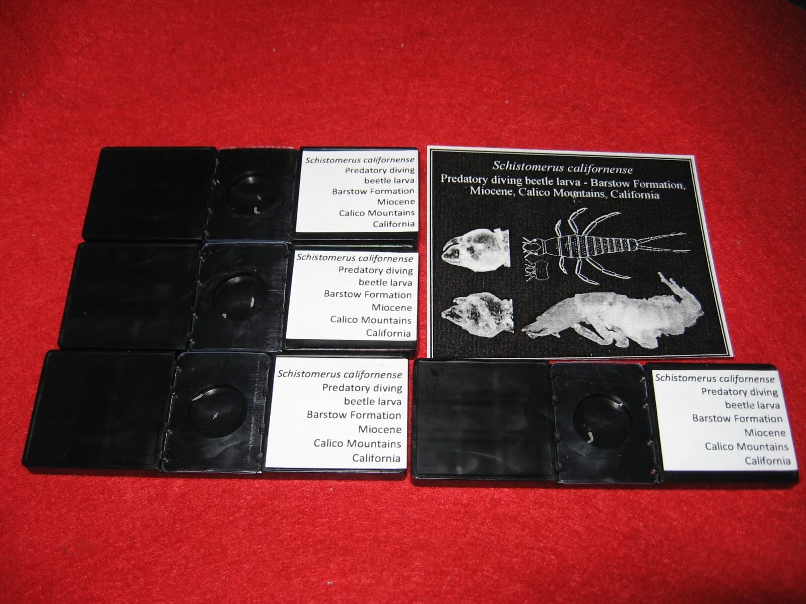 Miocene SILICIFIED DIVING BEETLE Schistomerus fossil slide Barstow California 2